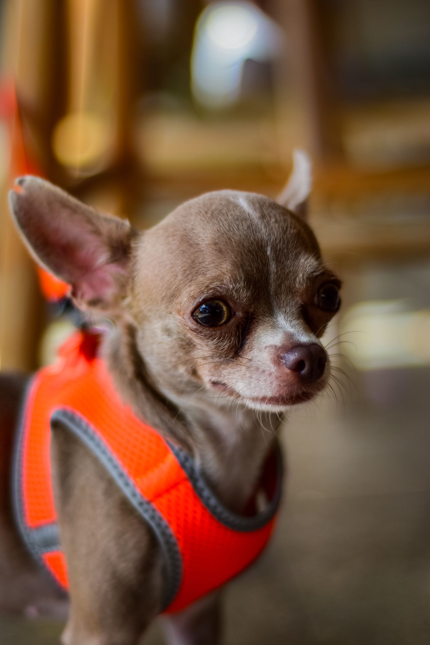 Chihuahua wearing an orange pet harness indoors