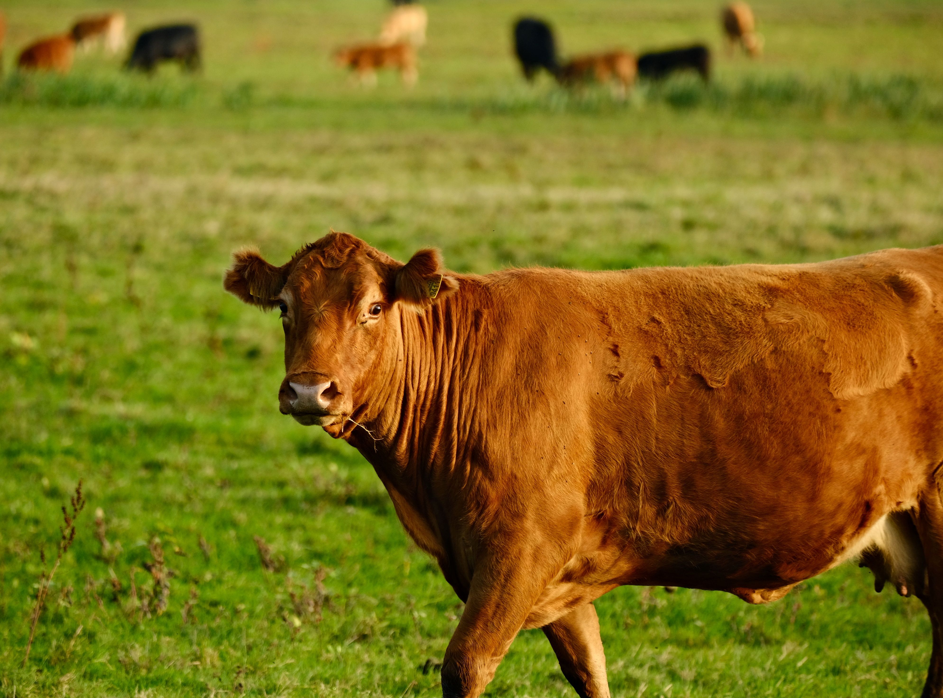 Brown Cow Grazing in Lush Green Pasture · Free Stock Photo