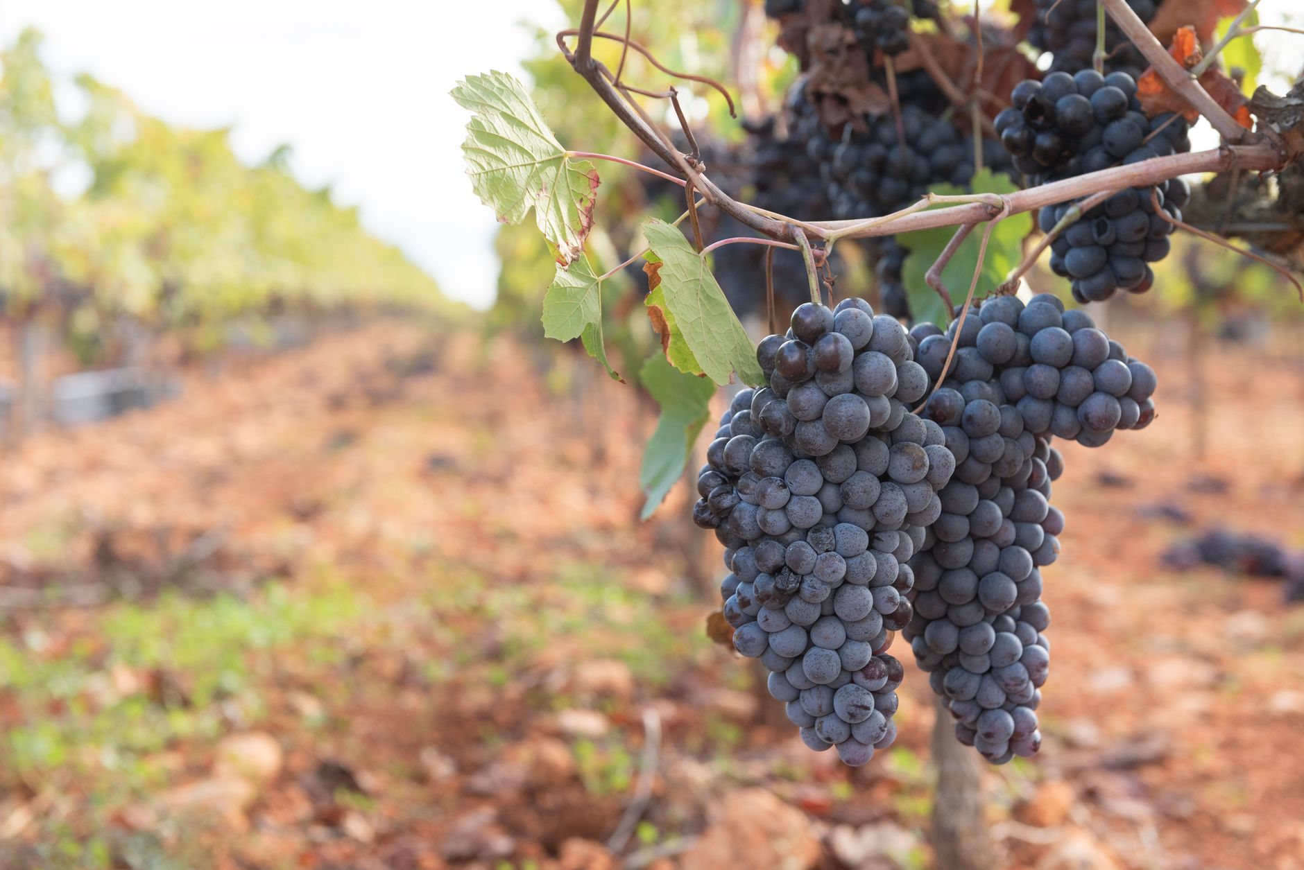 Verstärkte Traubenkontrolle bei der Weinlese 2026
