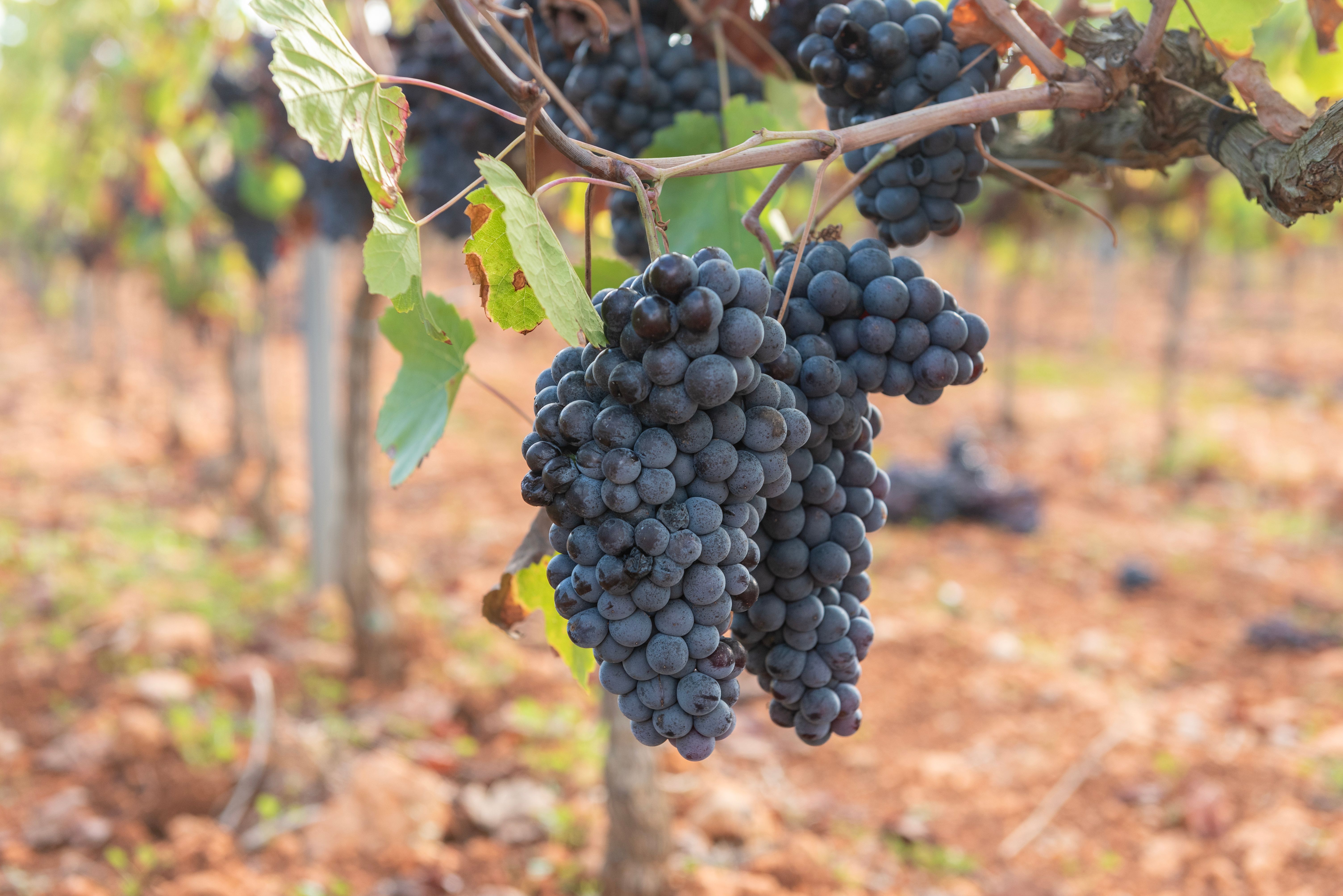 Timbaúba Investe R$ 100 Milhões para Levar Suco de Uva à Ásia