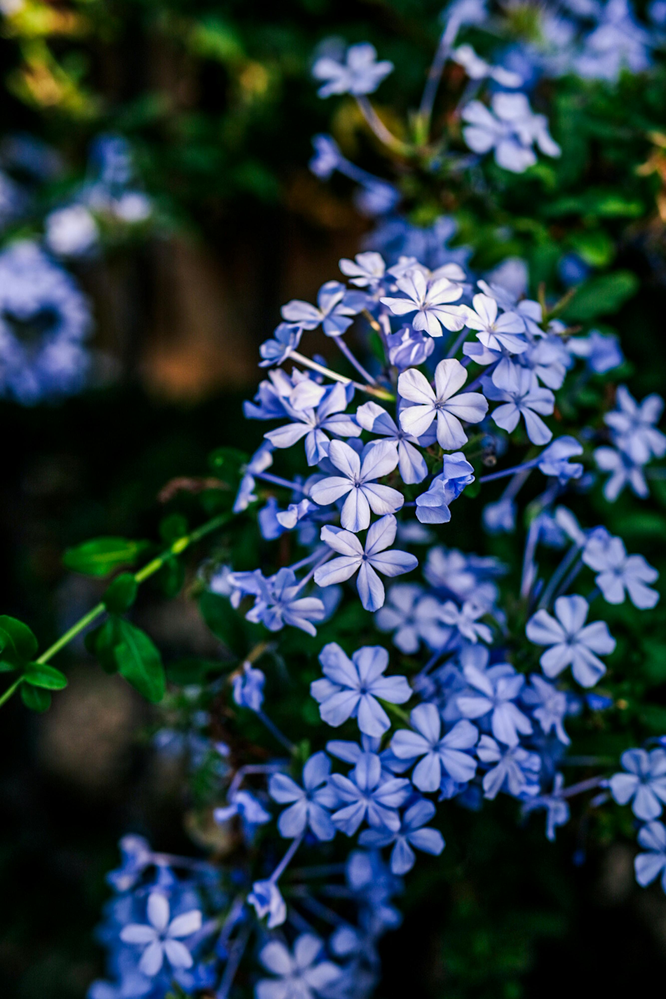 [ColoSach]-a-vivid-display-of-blue-plumbago-flowers-in-a-lush-garden-setting.