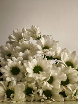A bouquet of white daisies with green centers on a neutral backdrop, perfect for romantic or spring themes.