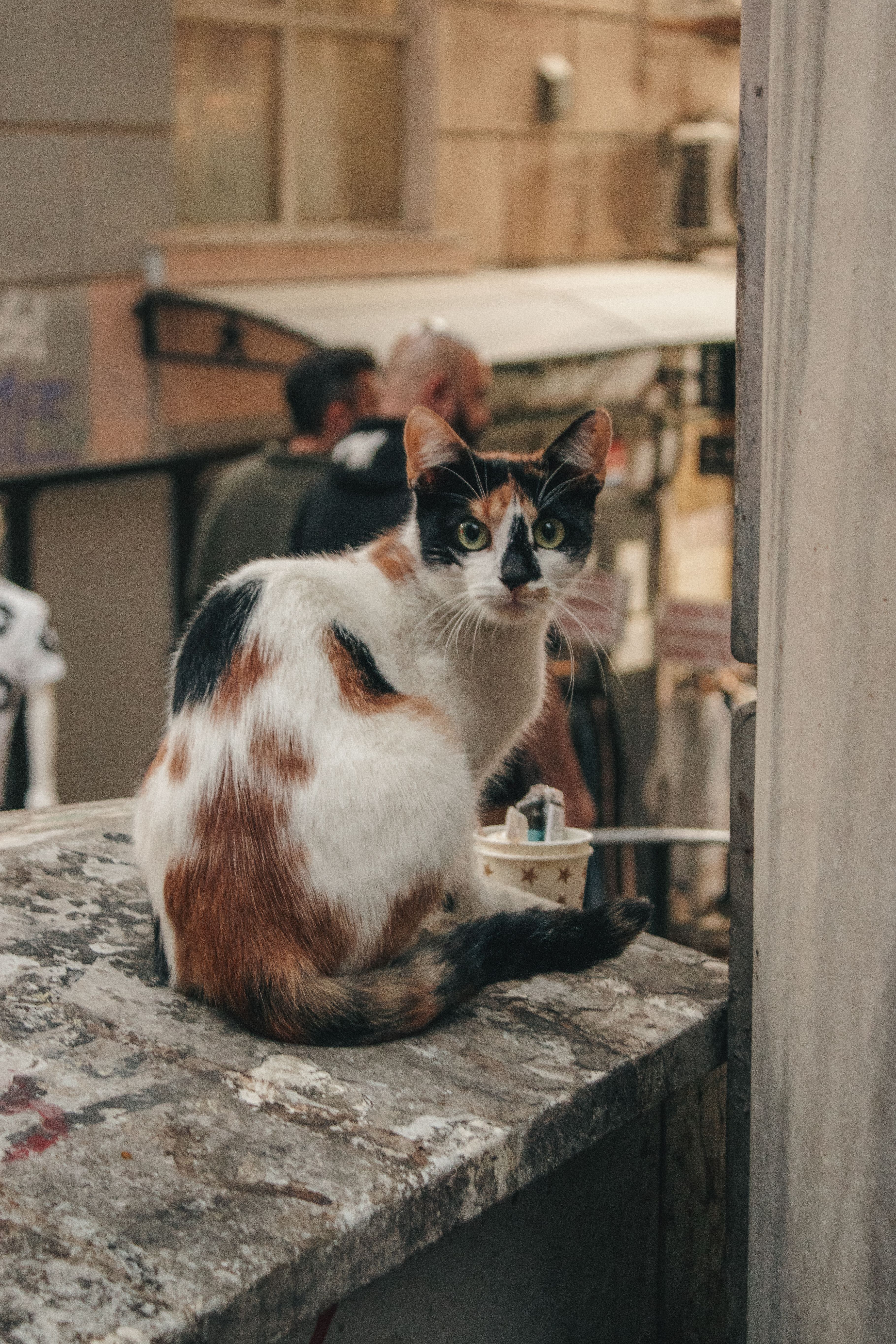 Street Cat Sitting on a Rustic Wall · Free Stock Photo