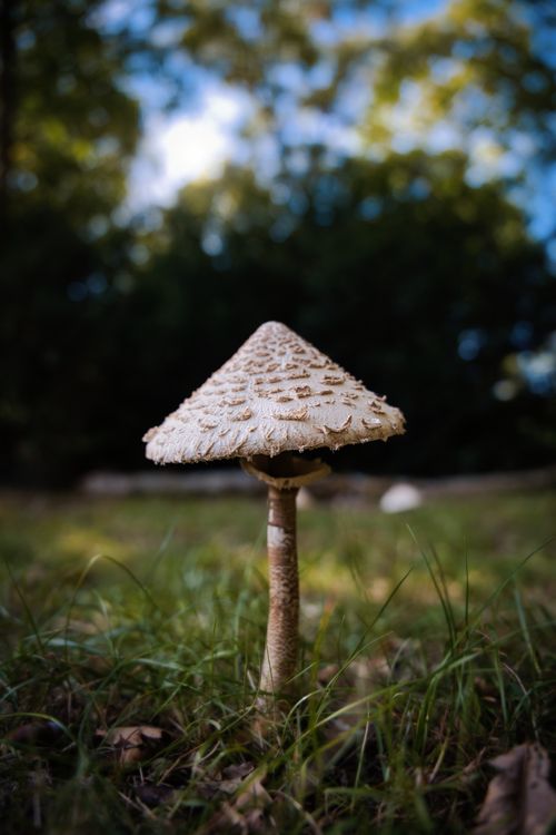 Free Detailed photo of a parasol mushroom (Macrolepiota procera) in an outdoor forest environment. Stock Photo