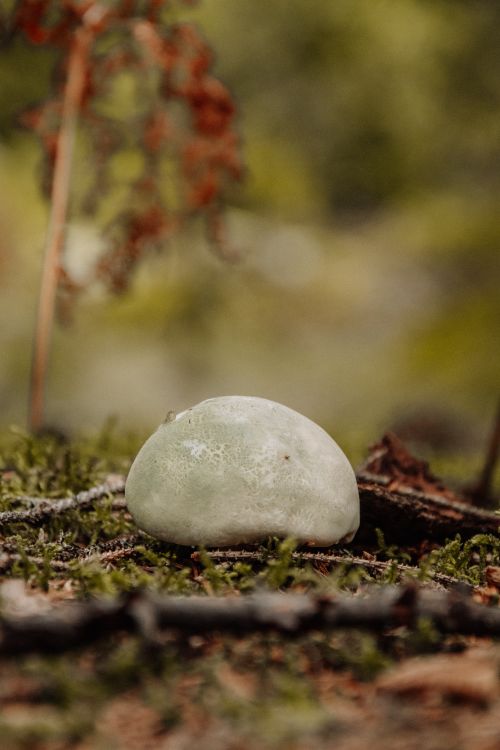 Free Moody autumn scene with a mushroom growing amidst moss on the forest floor. Stock Photo