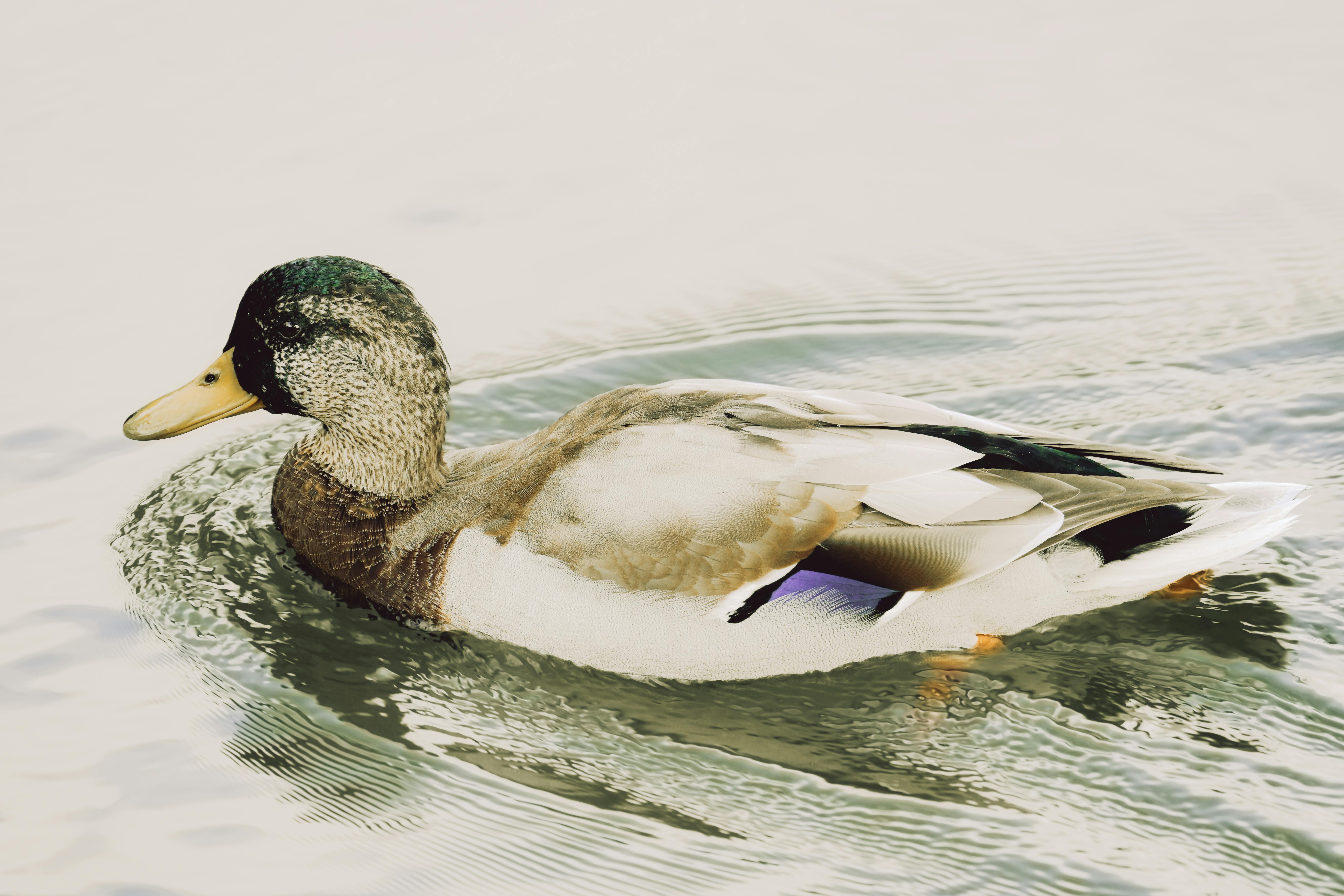 2012 Review of Drake Software — Drake Tax — Photo by Alexas Fotos on Pexels