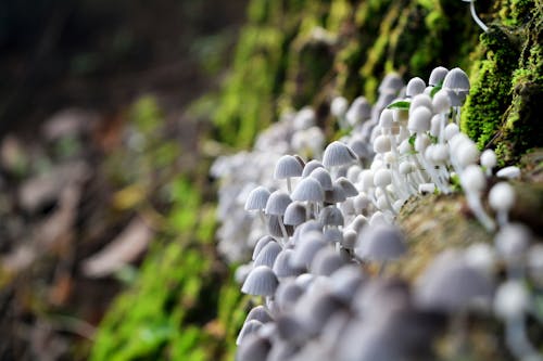 Free Macro Photography of Mushrooms Stock Photo