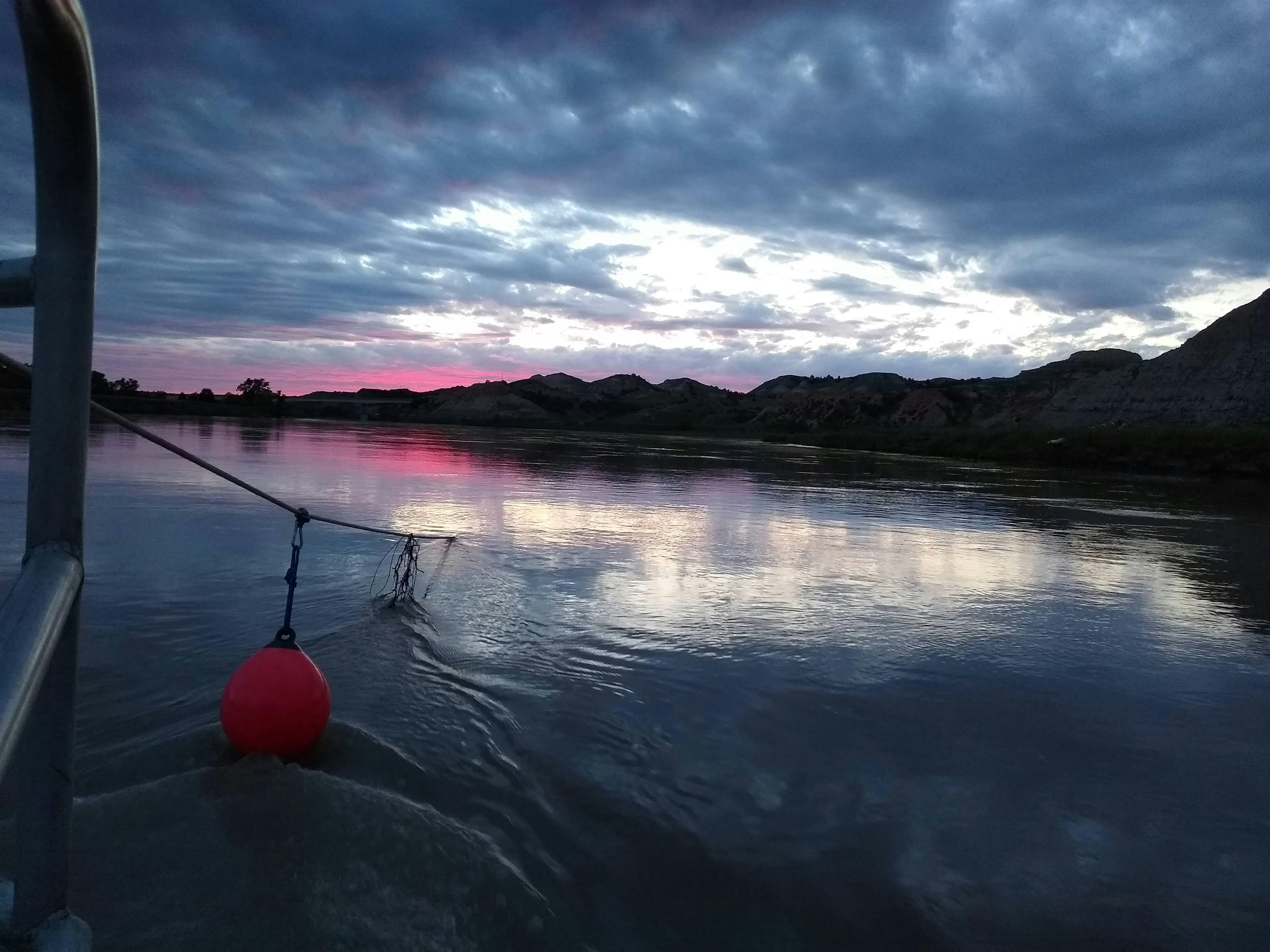 桂花树寄生茶图片：一种传统的中草药茶