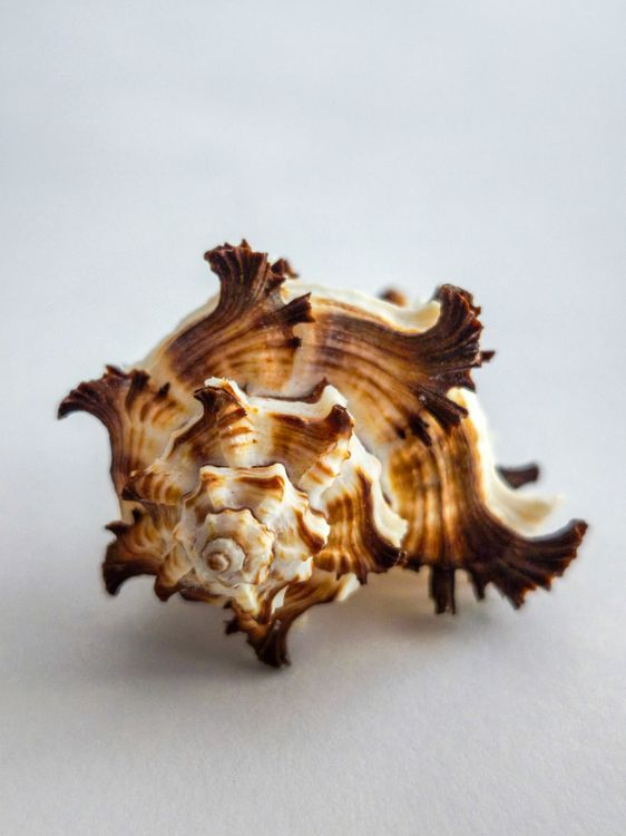 Close-up of a Spiky Conical Sea Shell on White Surface · Free Stock Photo