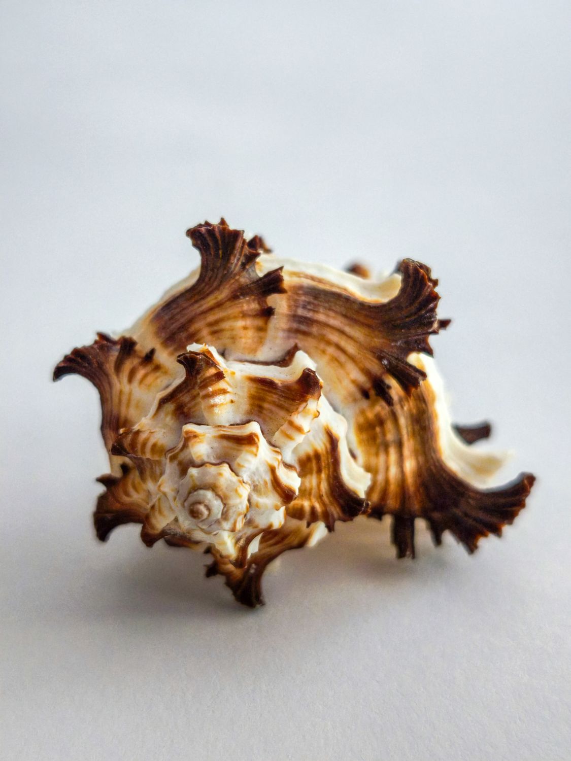 Close-up of a Spiky Conical Sea Shell on White Surface · Free Stock Photo