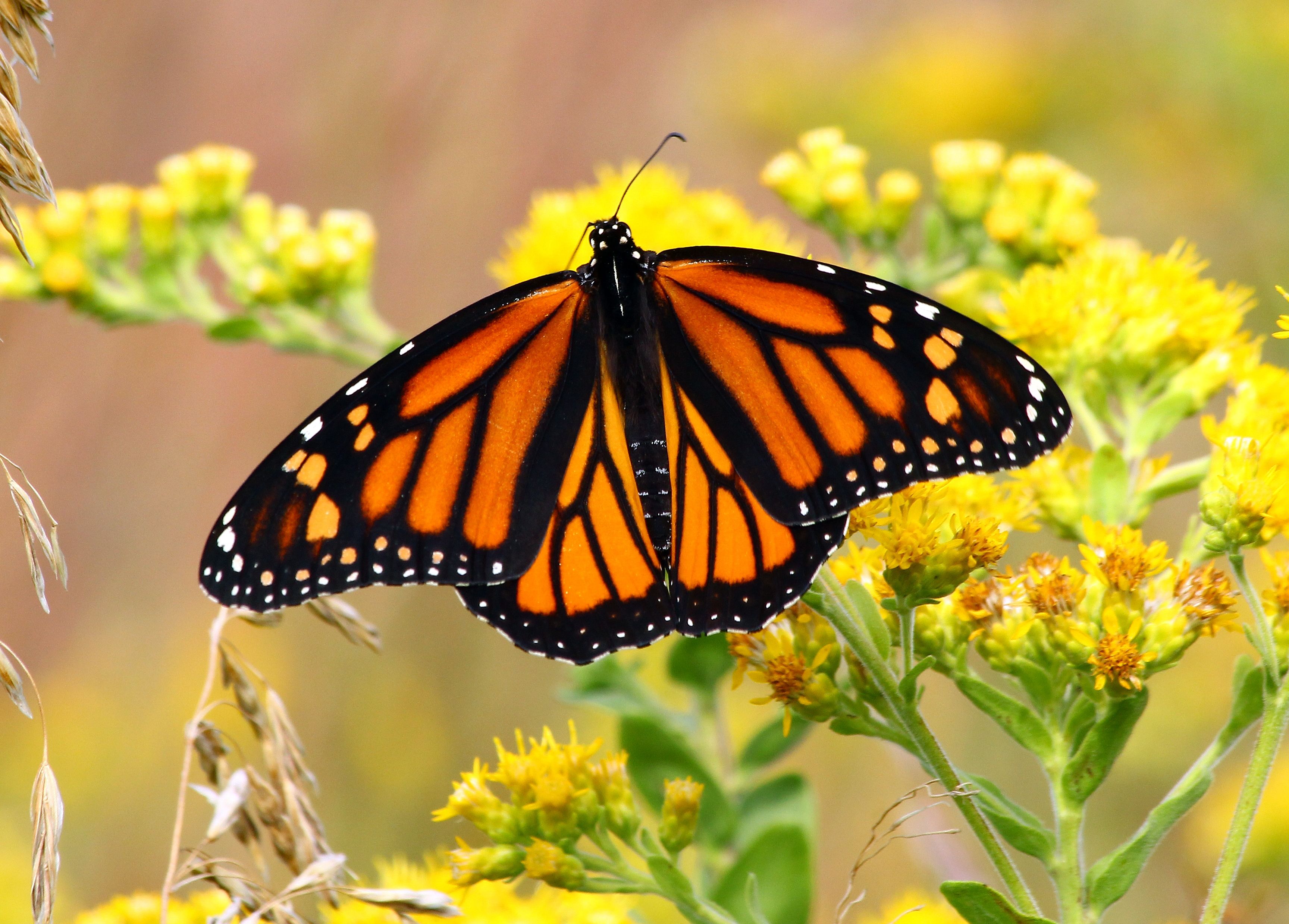 Monarch Butterfly on Yellow Flowers in Nature · Free Stock Photo