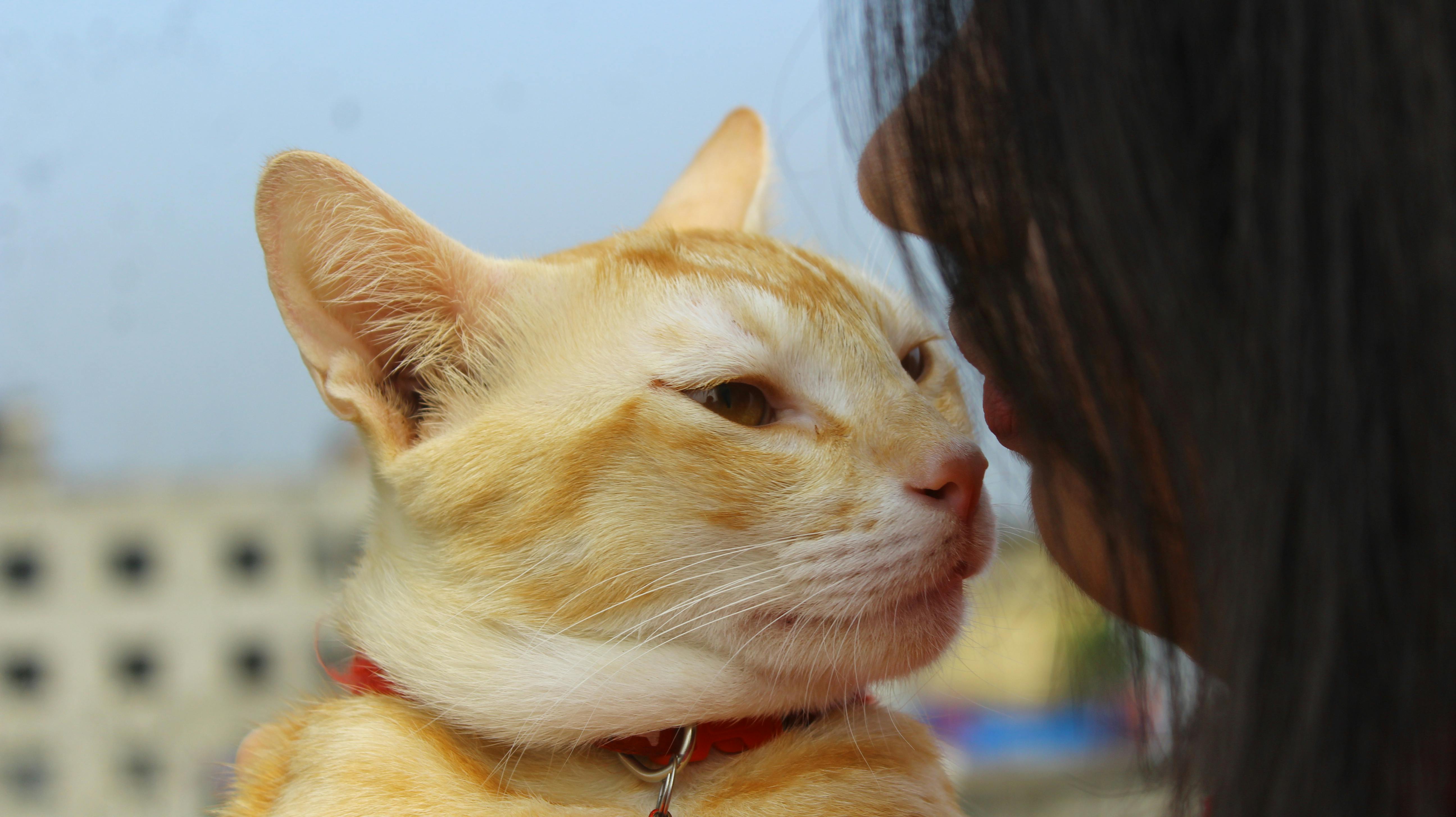 pet lifestyle pets lifestyle — Photo by Mr Catographer on Pexels
