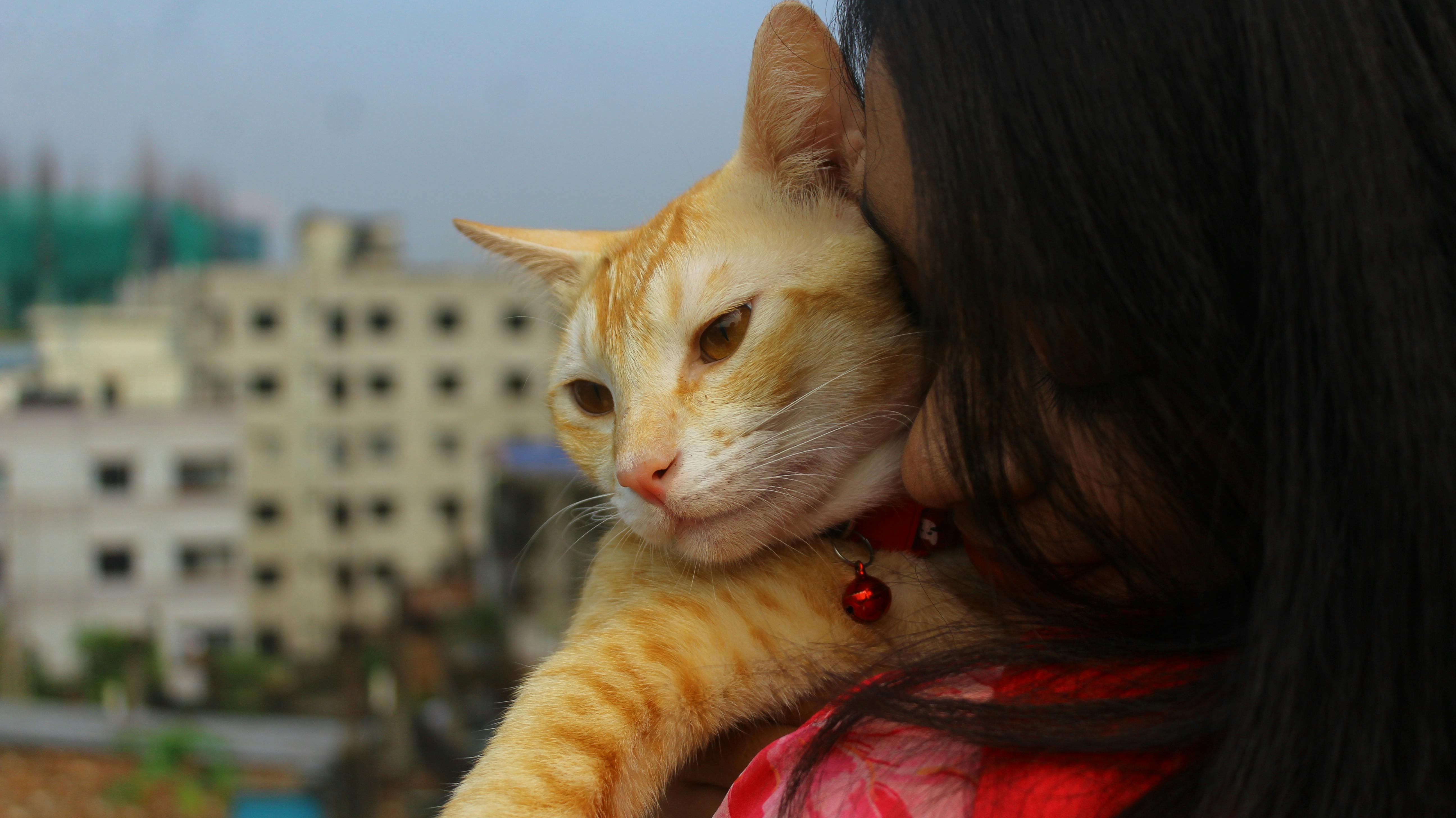 pet insurance veterinary costs — Photo by Mr Catographer on Pexels