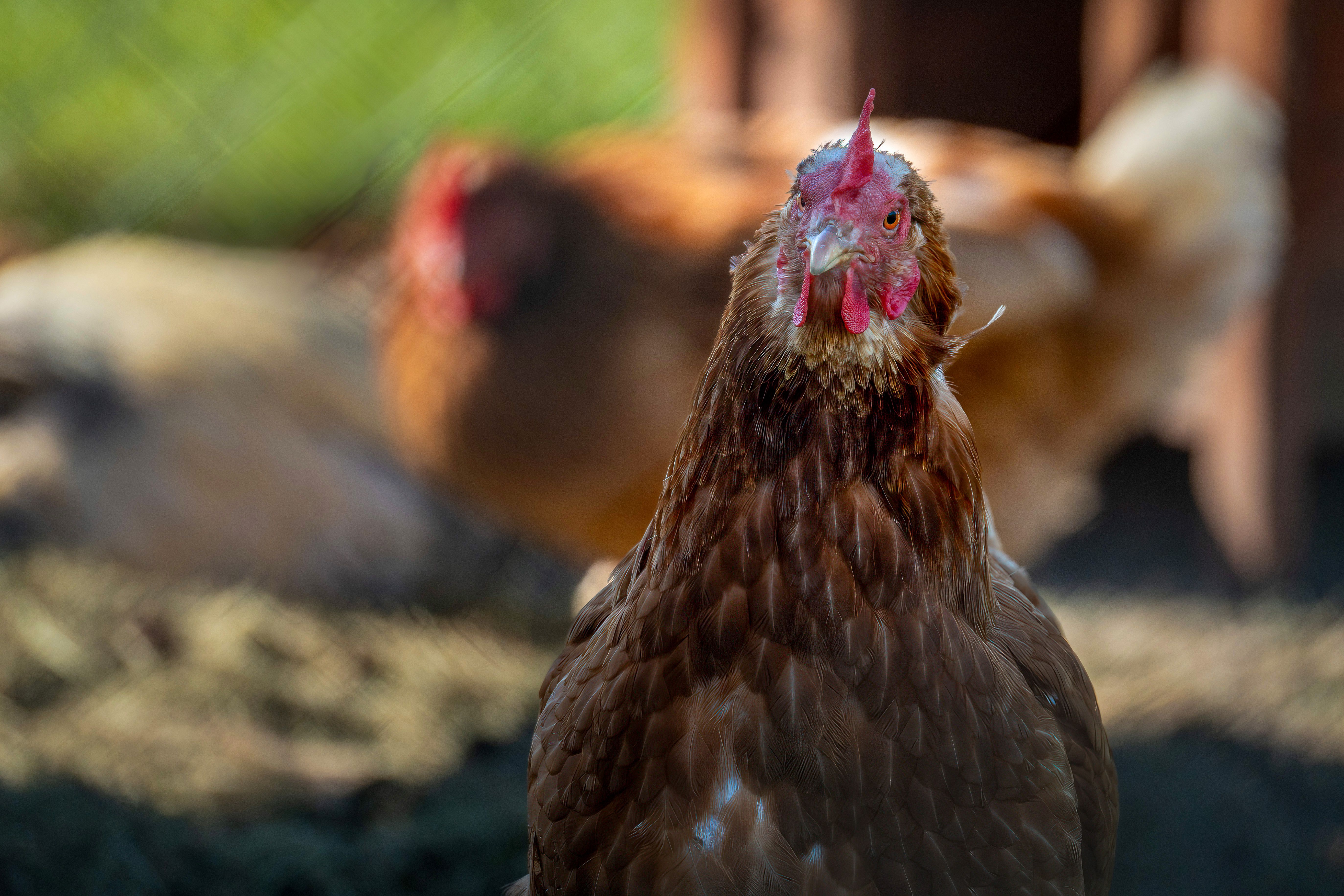 A detailed portrait of a brown hen outdoors, capturing farm life and natural settings.