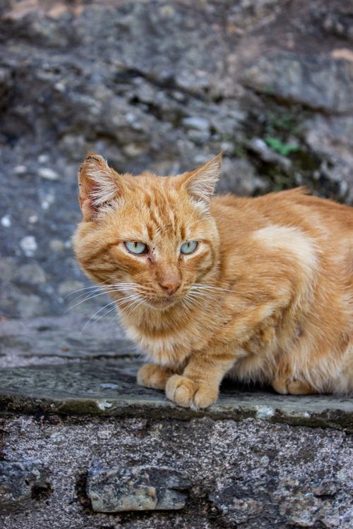 Free Ginger cat with green eyes sitting on a rough stone surface outdoors. Stock Photo