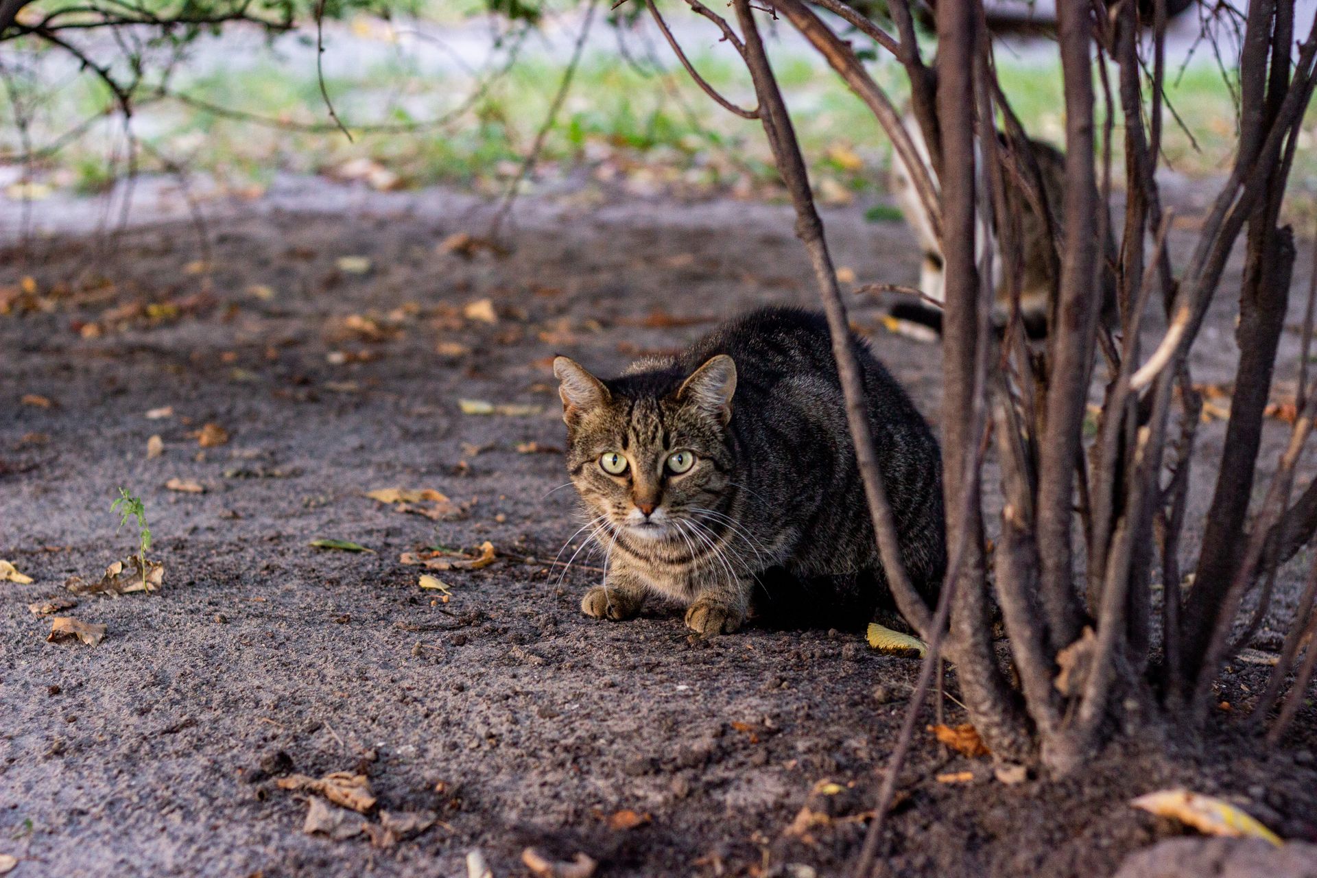 Cat laying under a tree in a tranquil outdoor setting surrounded by fall leaves.