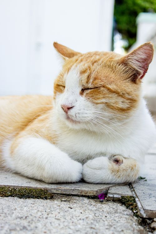 Free Peaceful ginger and white cat resting outdoors on a sunny day, eyes closed in contentment. Stock Photo