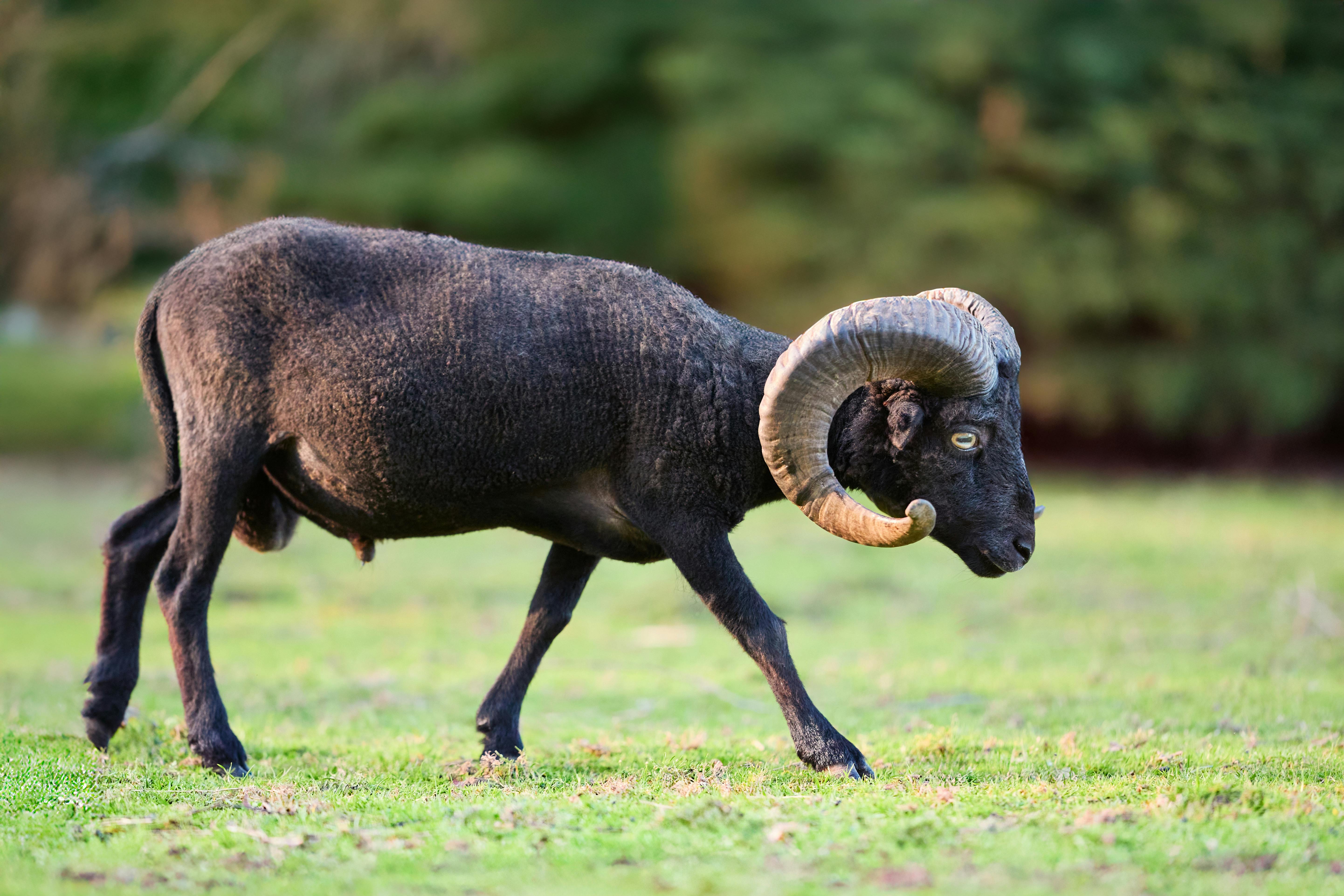 How the AI RAM shortage could impact consumer tech companies — Photo by Erwin Bosman on Pexels