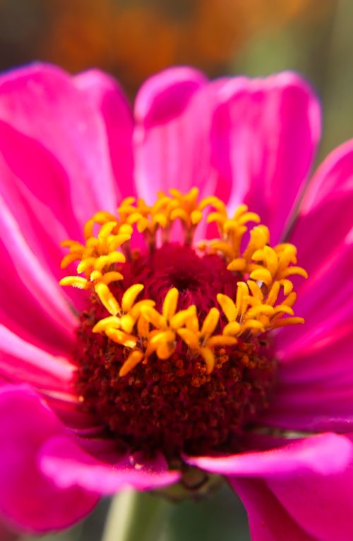 Free Detailed macro shot of a vibrant pink Zinnia flower with yellow stamens. Stock Photo