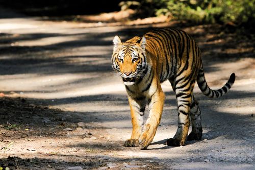 Free A majestic Bengal tiger walks down a sunlit forest path in Dogadda Range, India. Stock Photo