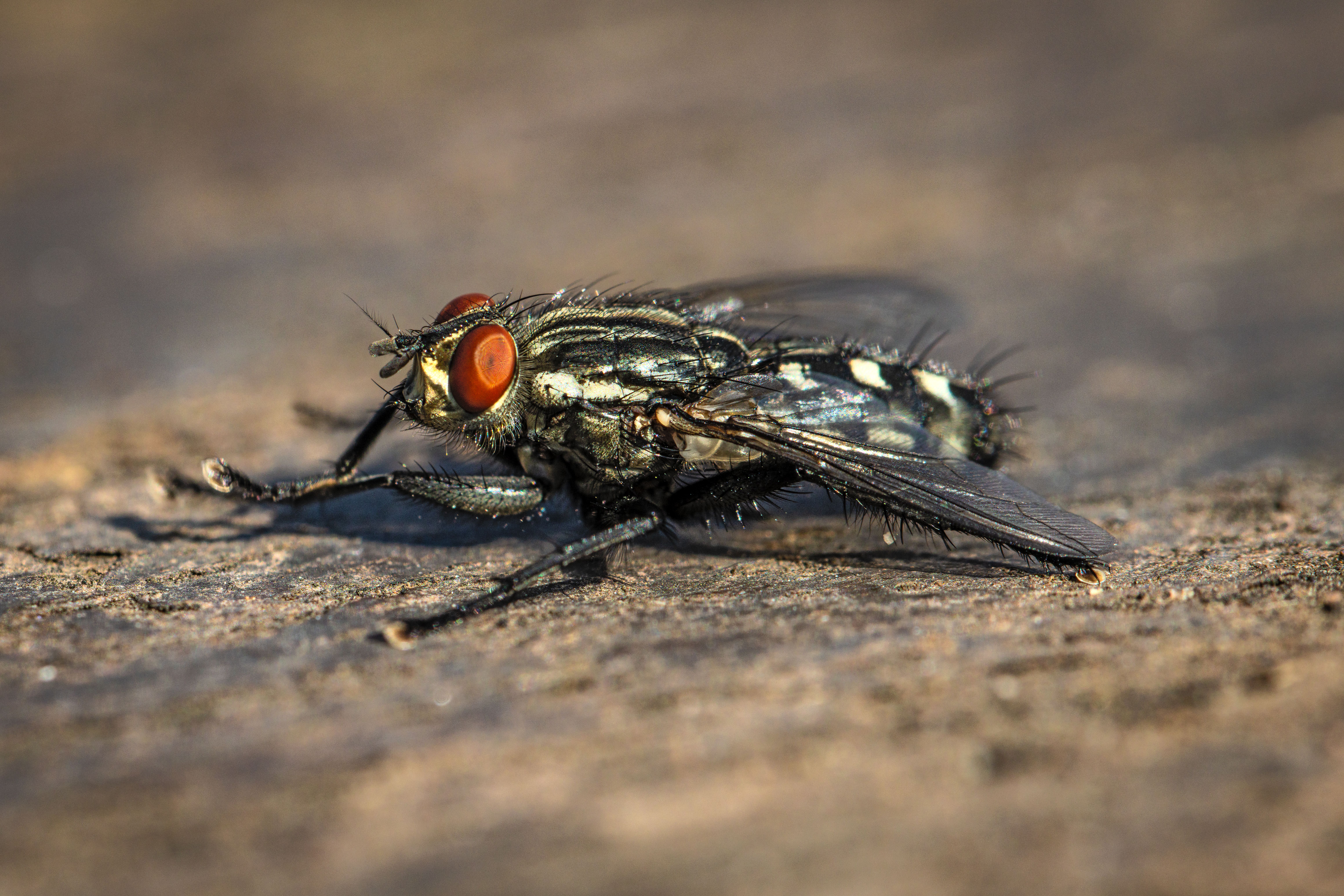 Close-up of Housefly Resting on Surface · Free Stock Photo