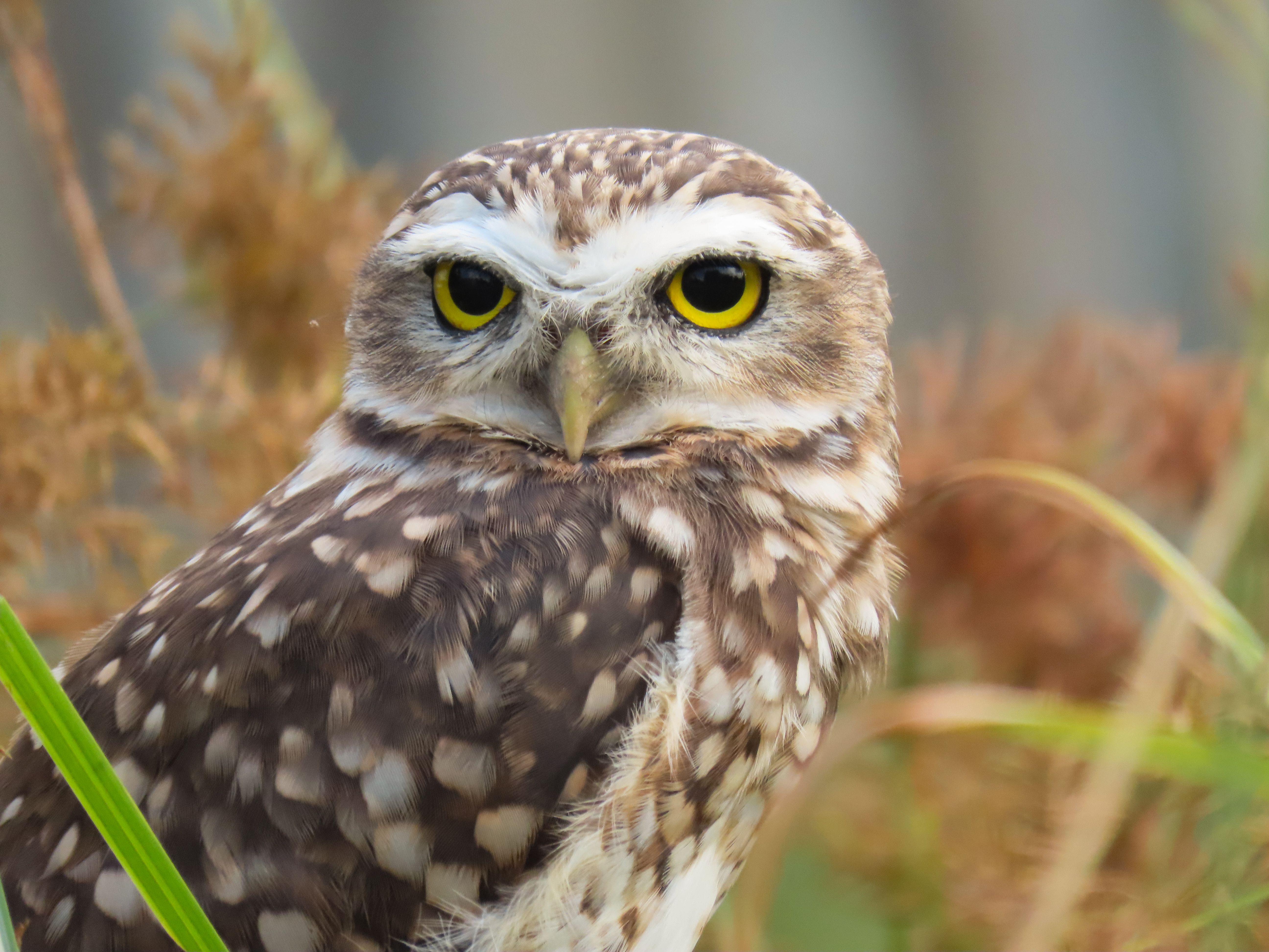 Preparing birds for life in the wild: New technique boosts survival after release
