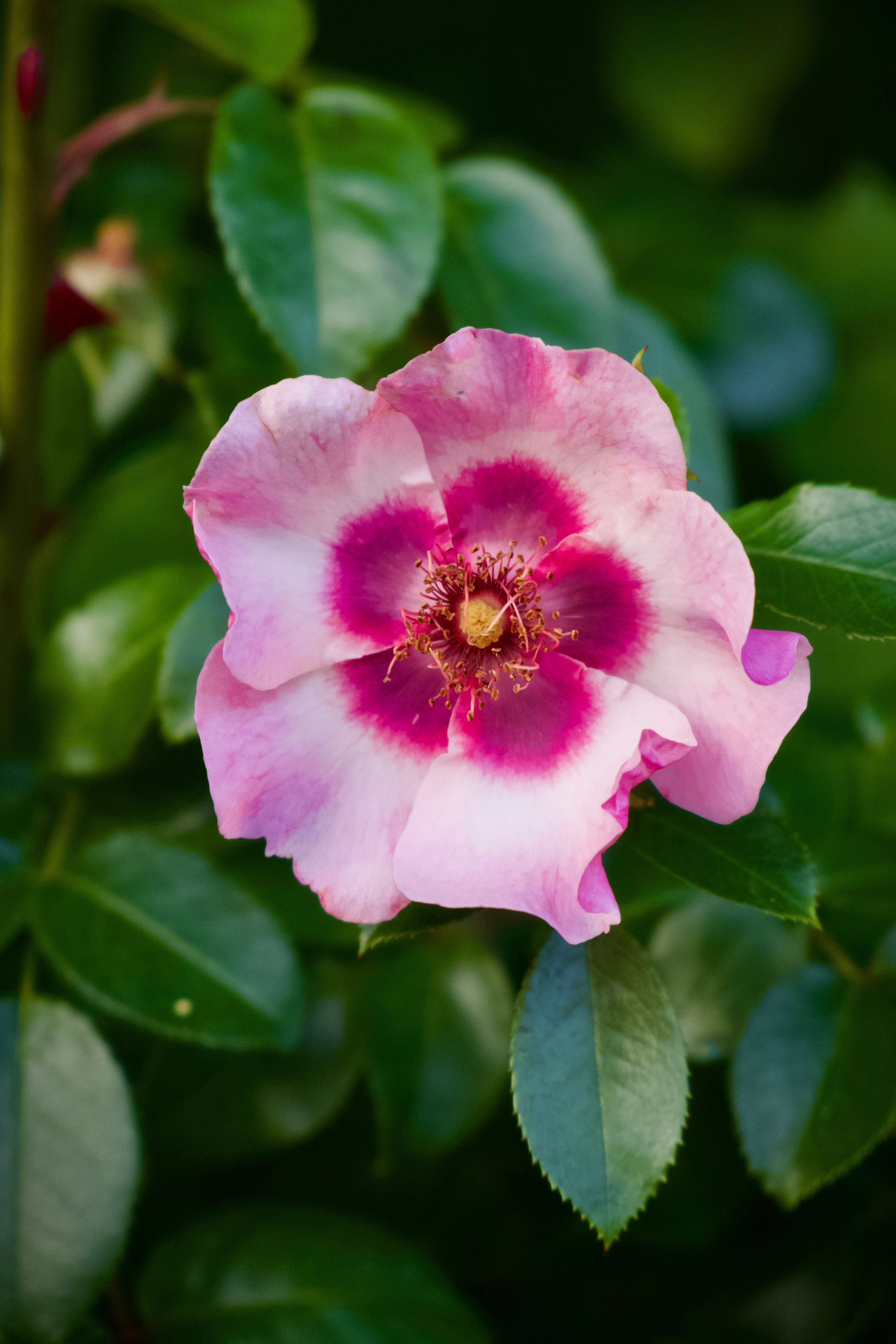 Close-up of Beautiful Pink Wild Rose · Free Stock Photo