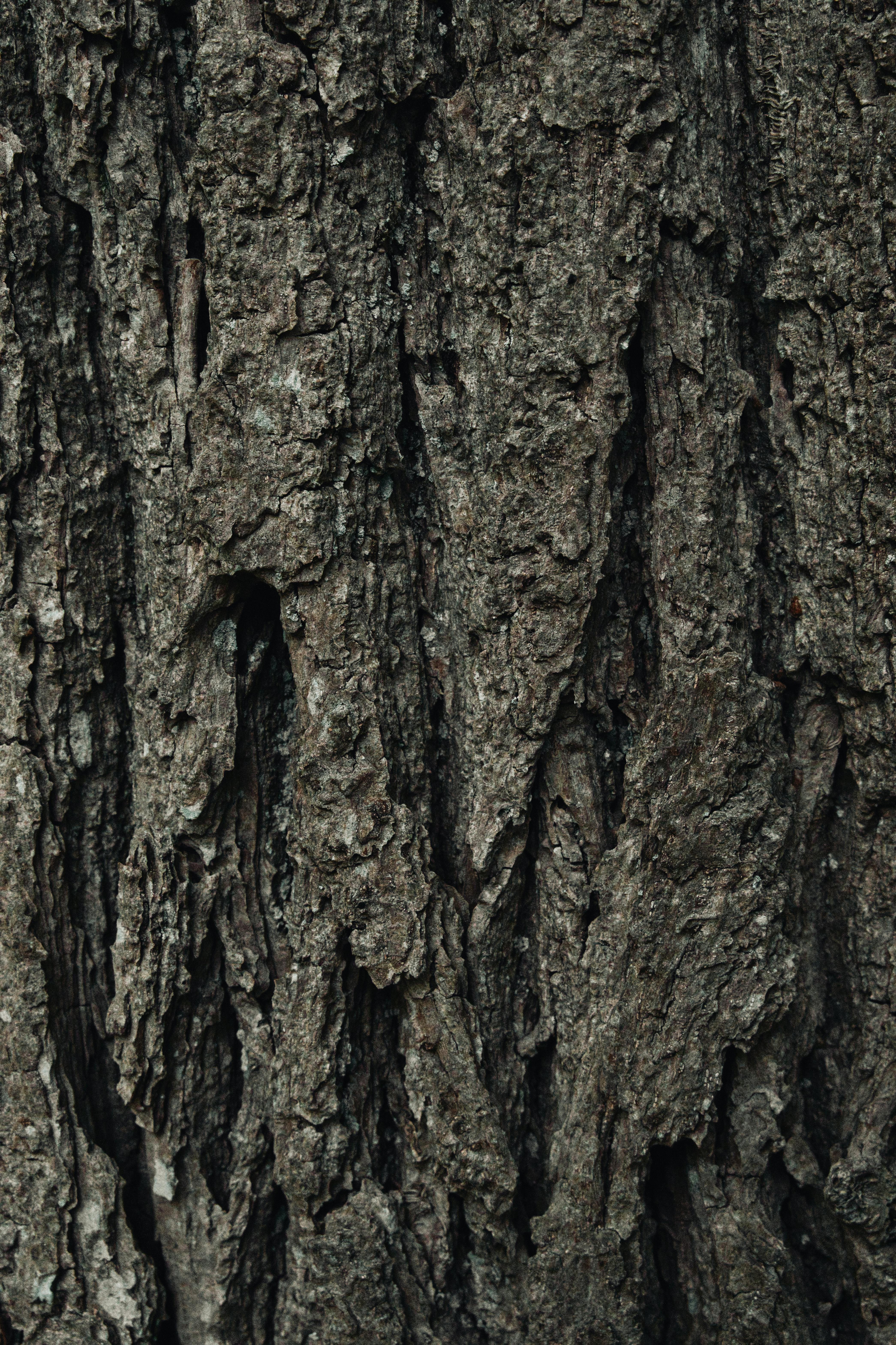 免费 树皮纹理的特写照片，展现了天然的图案和有机的粗糙质感。 素材图片