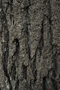 Close-Up of Rough Tree Bark Texture