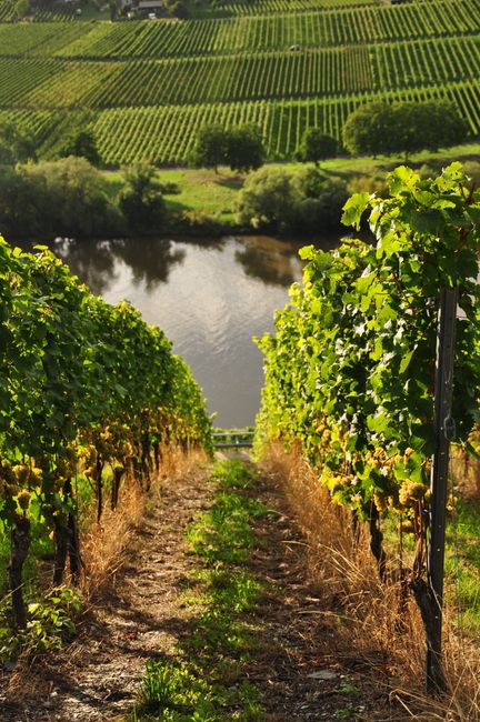 Vibrant vineyard rows leading to a calm river under a beautiful sky, showcasing vineyard and nature harmony.