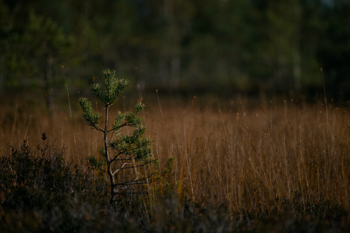 Free A small pine tree stands alone amidst the tranquil grasses of a peaceful marshland. Stock Photo