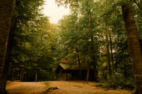 Free Tranquil forest landscape featuring a rustic cabin nestled among tall trees. Stock Photo