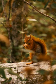 A vibrant red squirrel forages on a fallen log in an autumn forest, capturing nature's charm.
