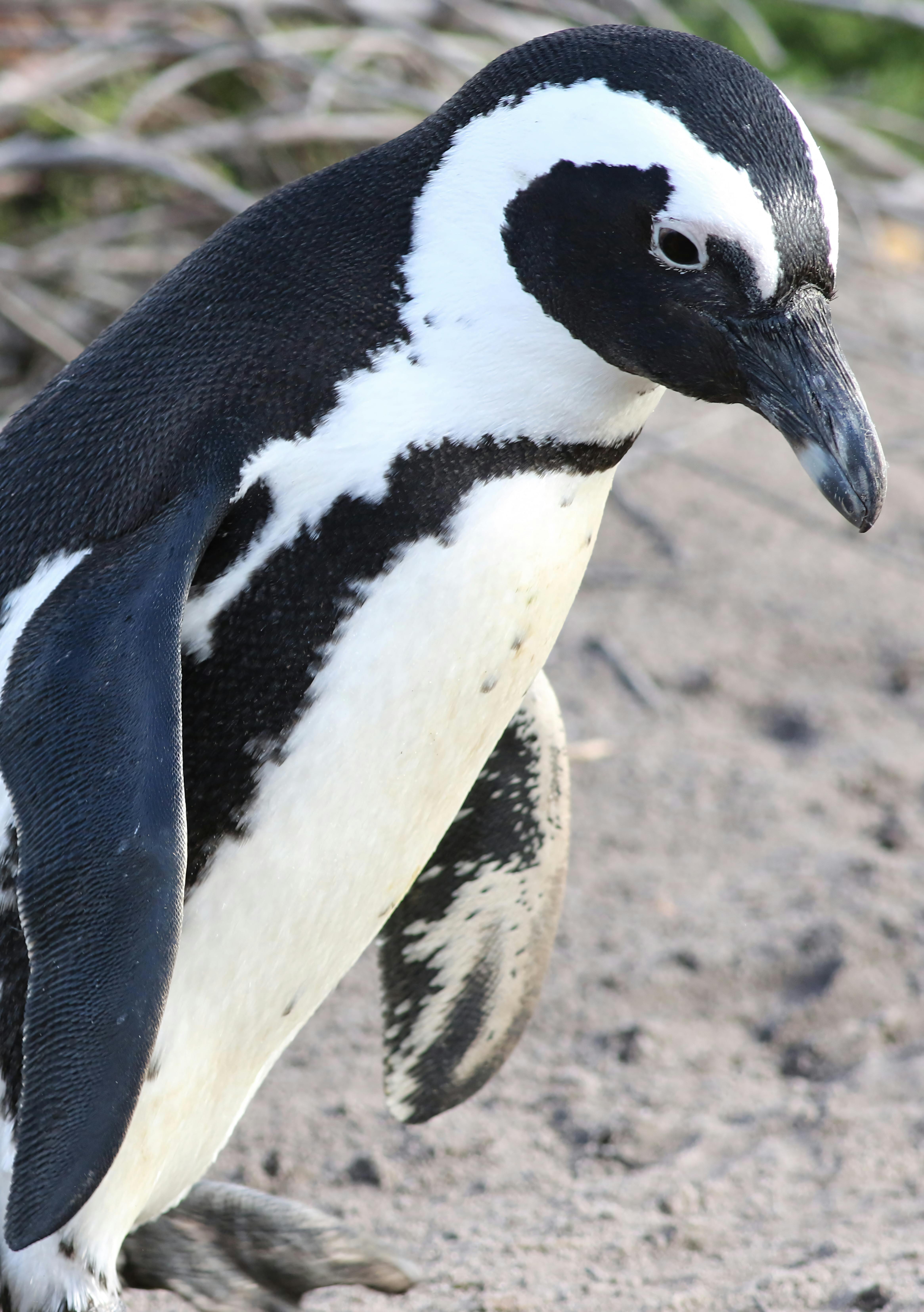 Detailed close-up of an African Penguin in its natural habitat on a sandy beach.