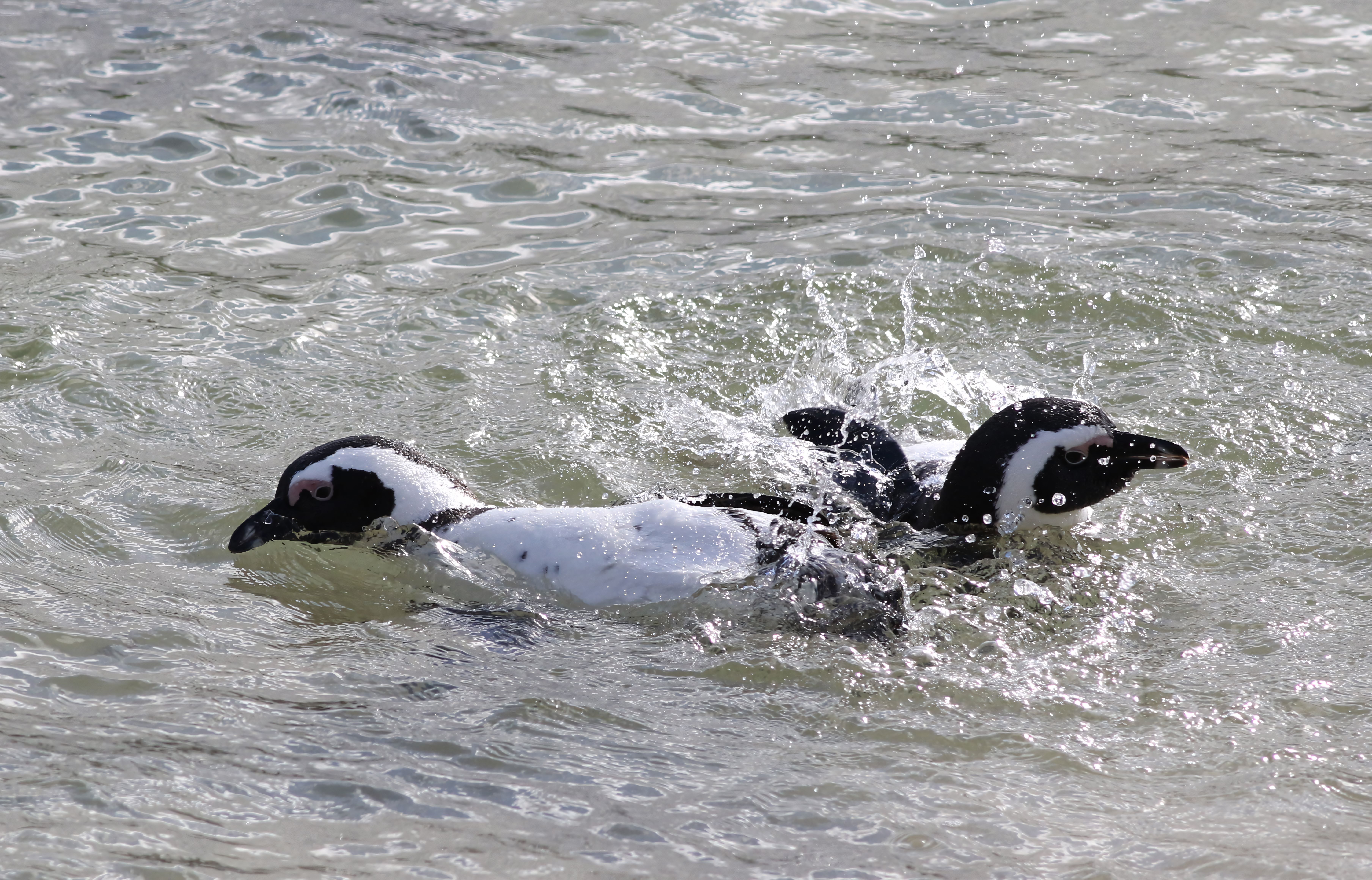 Two African penguins splashing and playing in the ocean, demonstrating natural aquatic behavior.