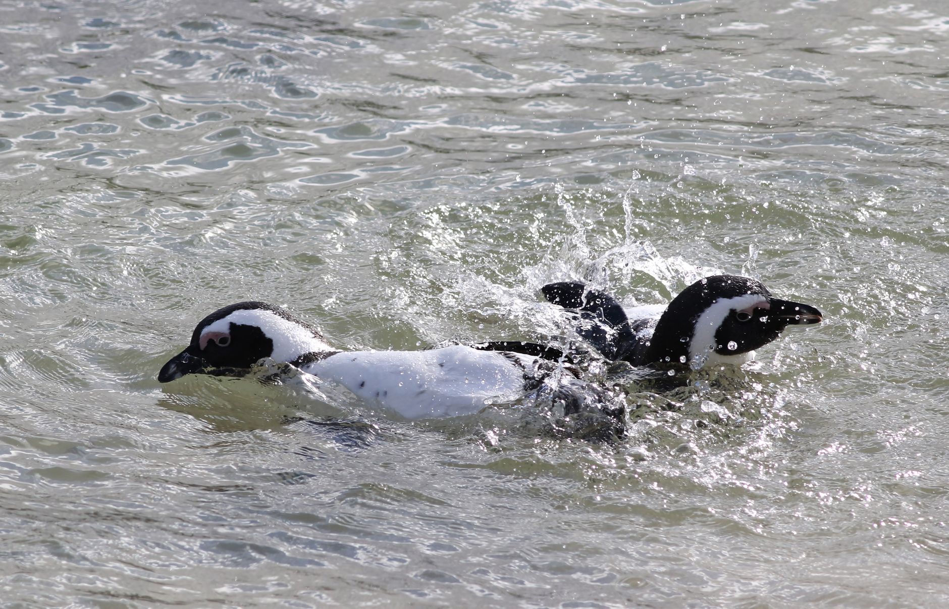 Boulders Beach (Simon's Town) South Africa