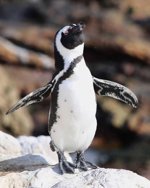 Pudgy Penguins, ABD Kongresi'nde Kripto Dünyasını Tanıttı