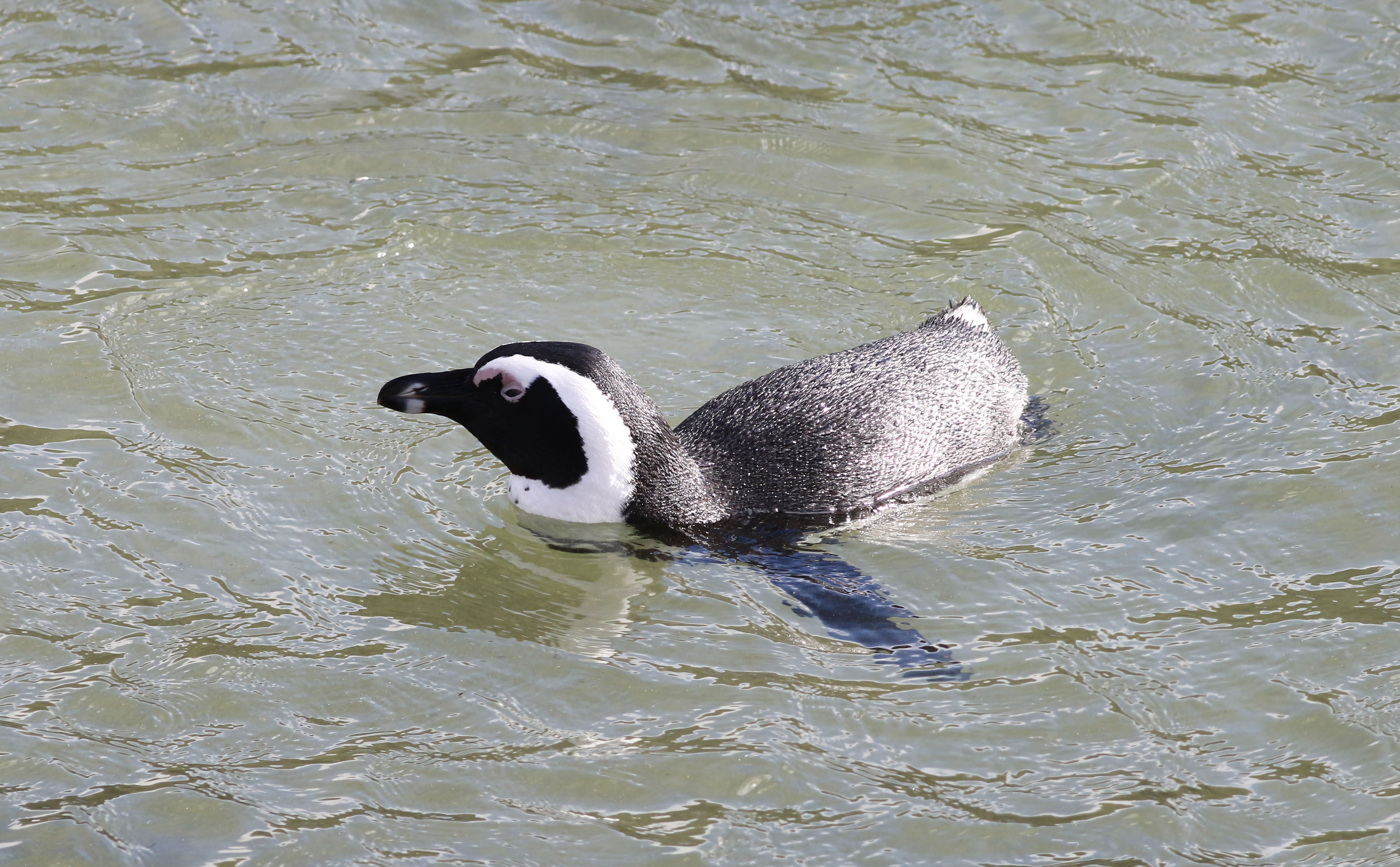 African penguins on a granite boulder beach near Simon's Town