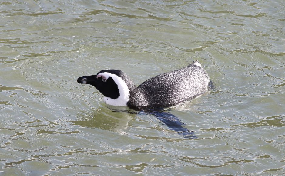 Boulders Beach