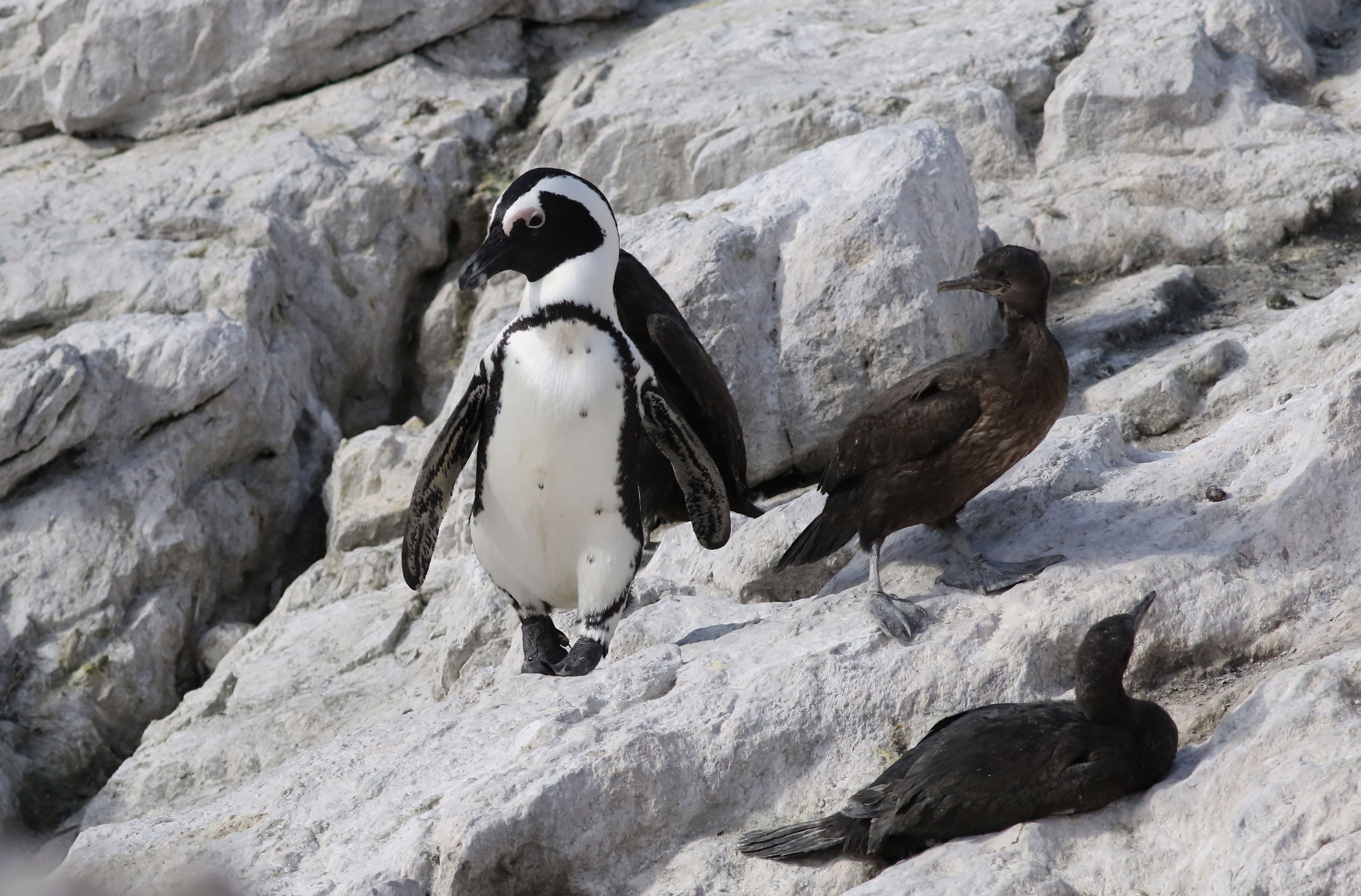 African penguins on the boulders at Stony Point with the Kogelberg mountains behind
