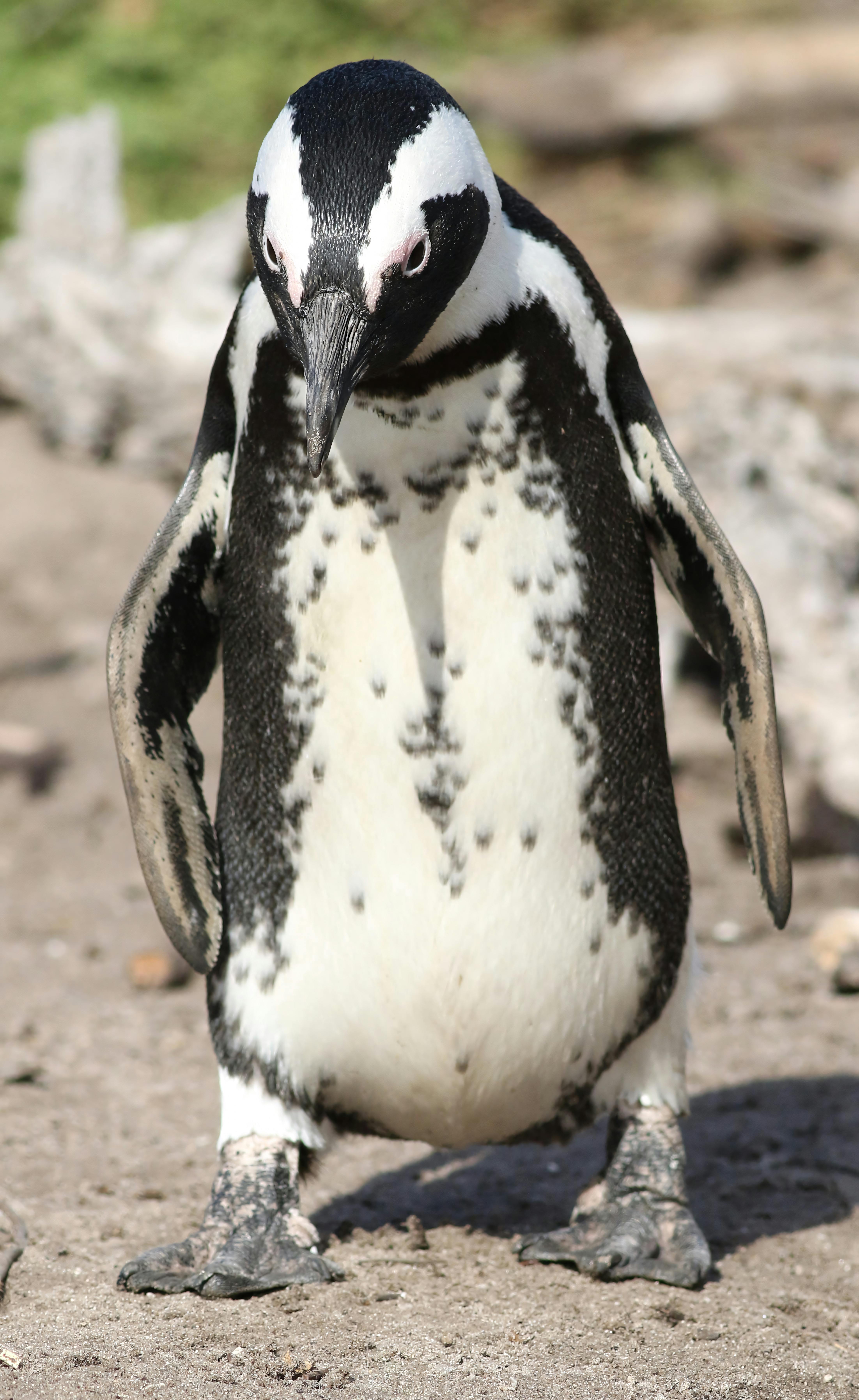 A portrait of an African penguin (Spheniscus demersus) standing on rocky terrain outdoors.