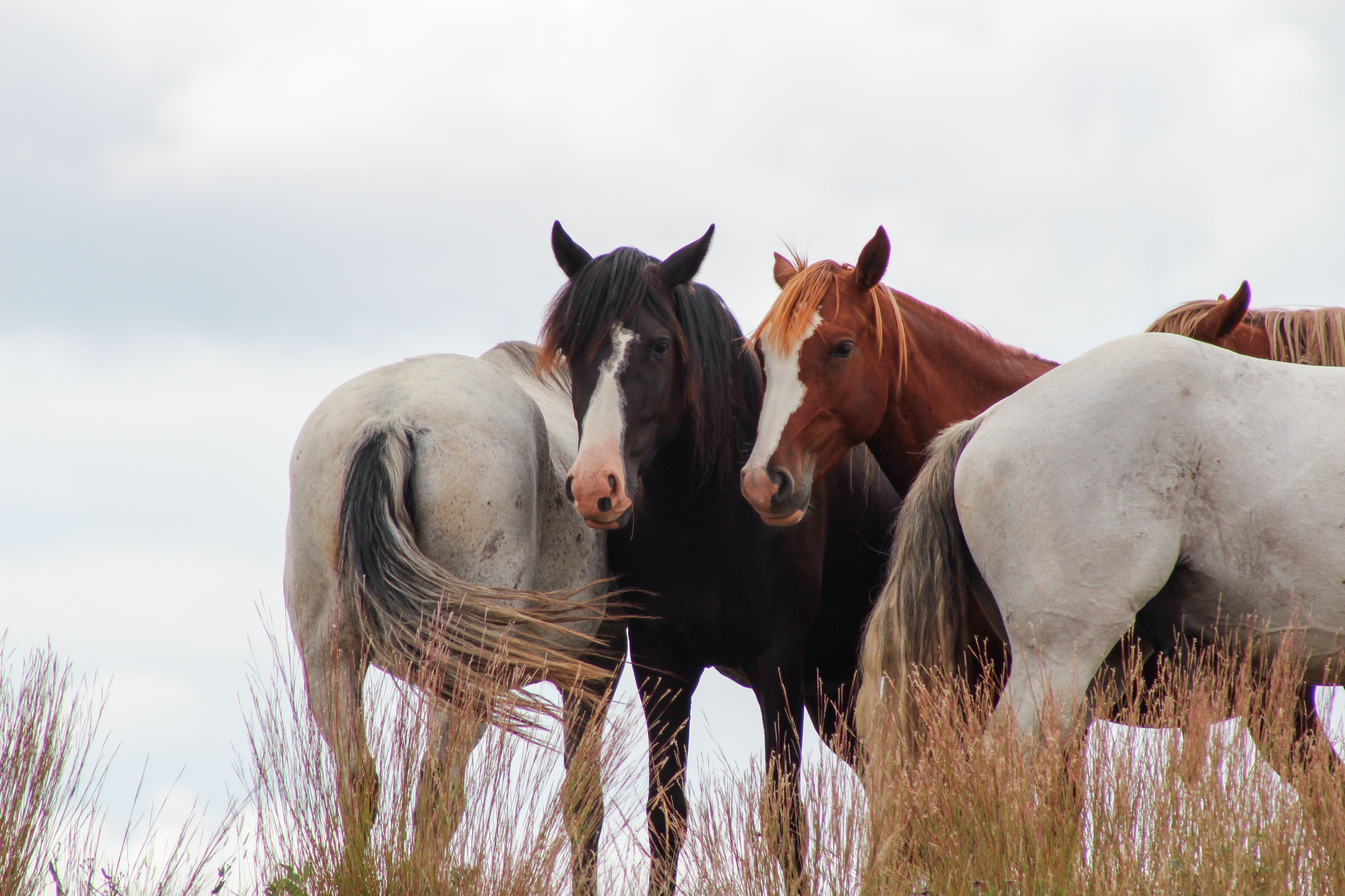Wild horses on a ridge in Theodore Roosevelt National Park South Unit