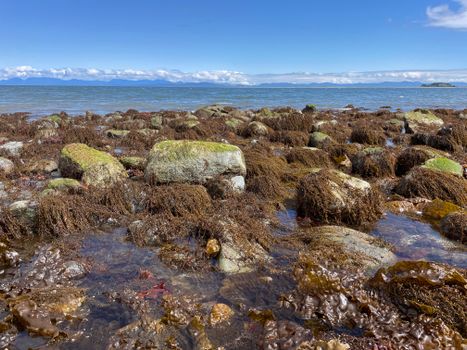 Rising Tide Sea Vegetables — kidney-friendly food