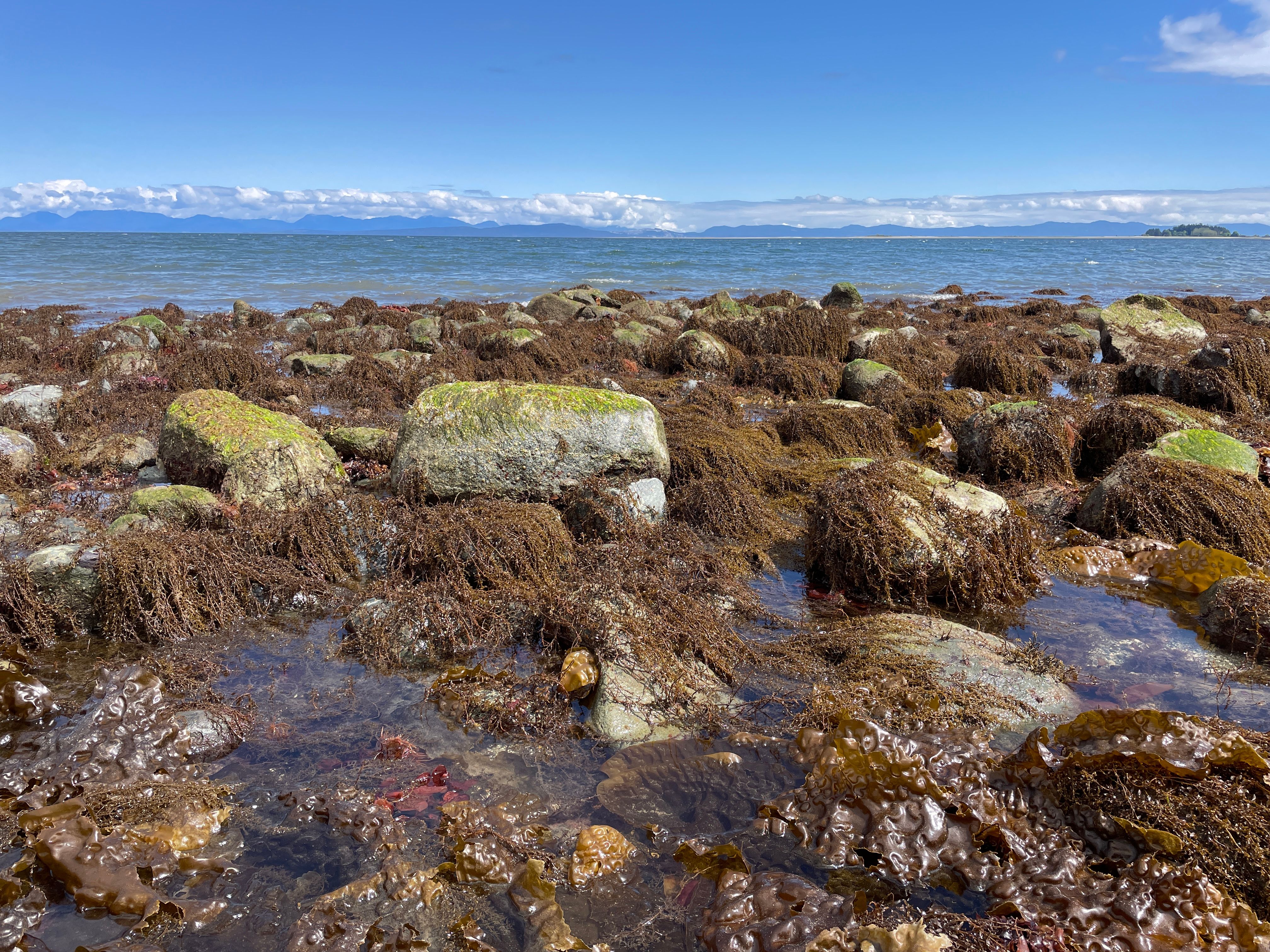 Kelp and Rocks Exposed by Low Tide on Rocky Shore · Free Stock Photo