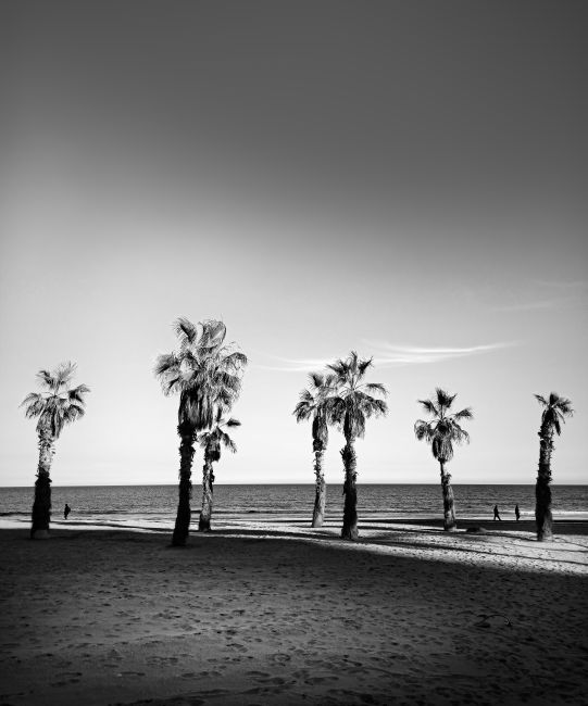Elegant palm trees lined up on Alicante beach in black and white, creating a dramatic coastal scene.