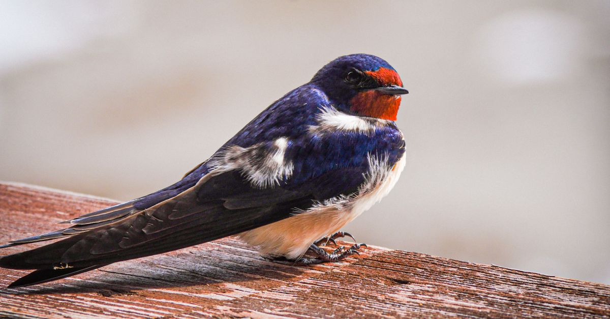 Swaallow Close-up of a colorful swallow perched on wood · Free Stock Photo
