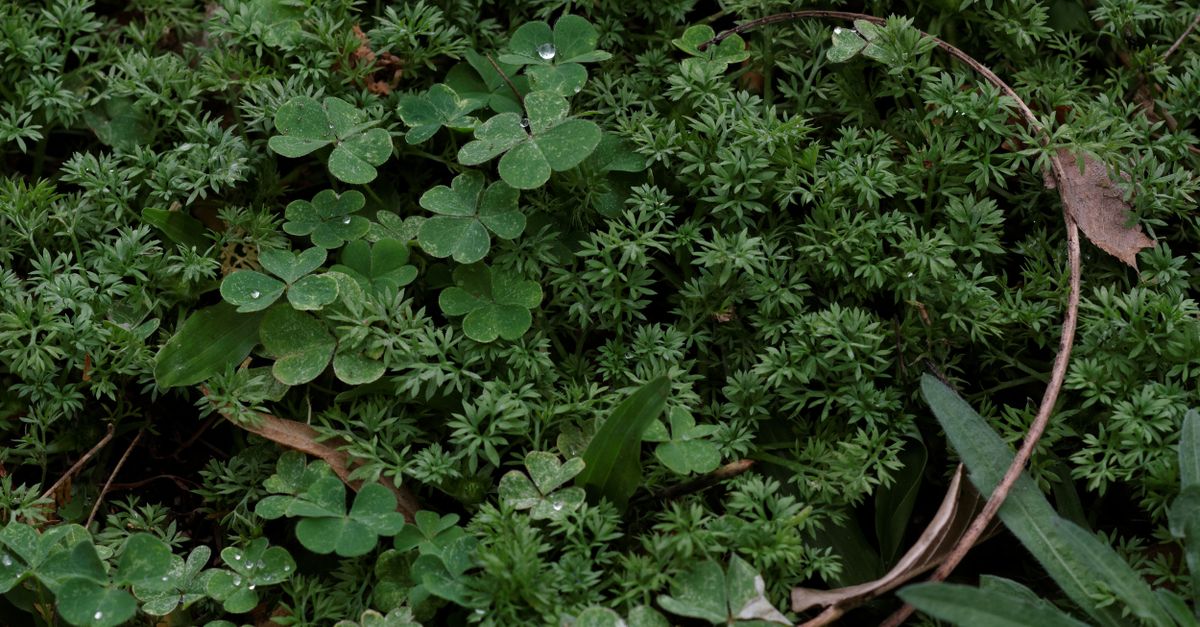 A top view of green clover and groundcover plants in Hazyview, South Africa.