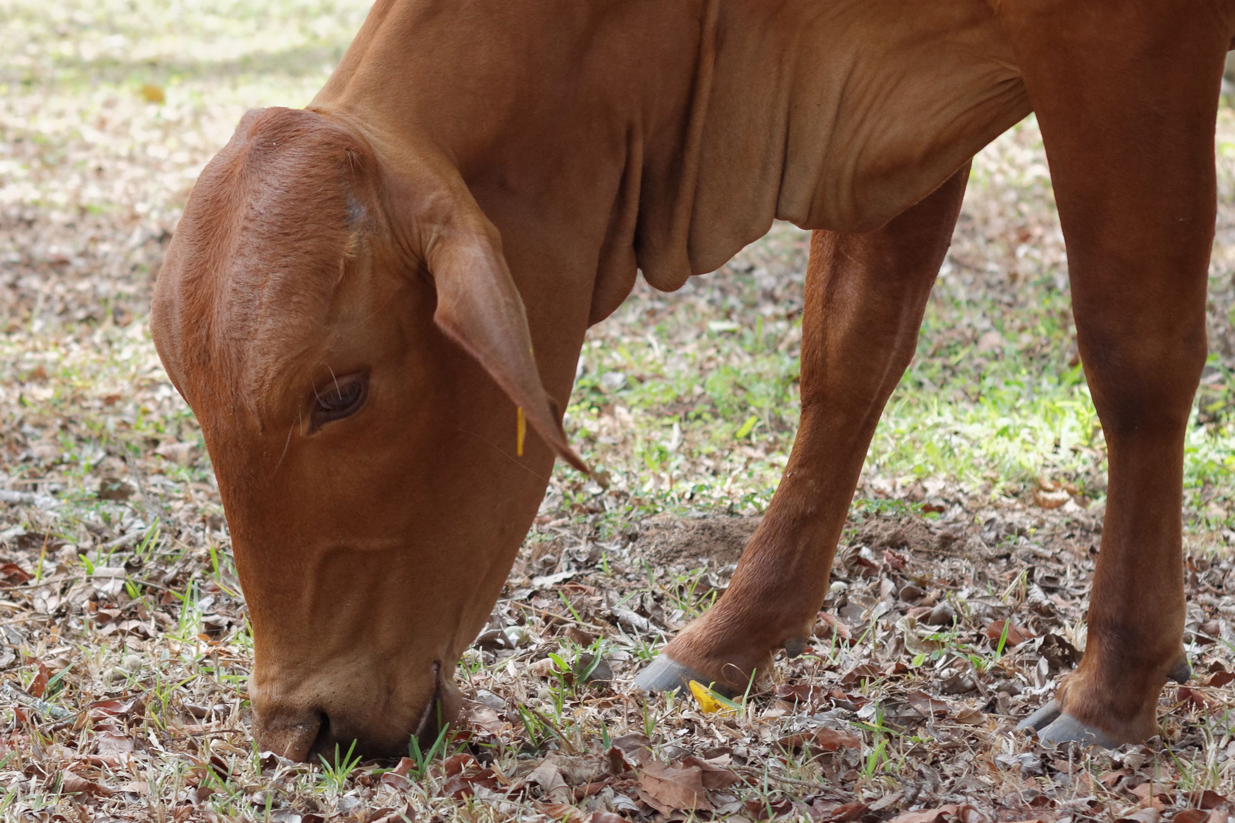 Veterinarian examining a cow during a checkup