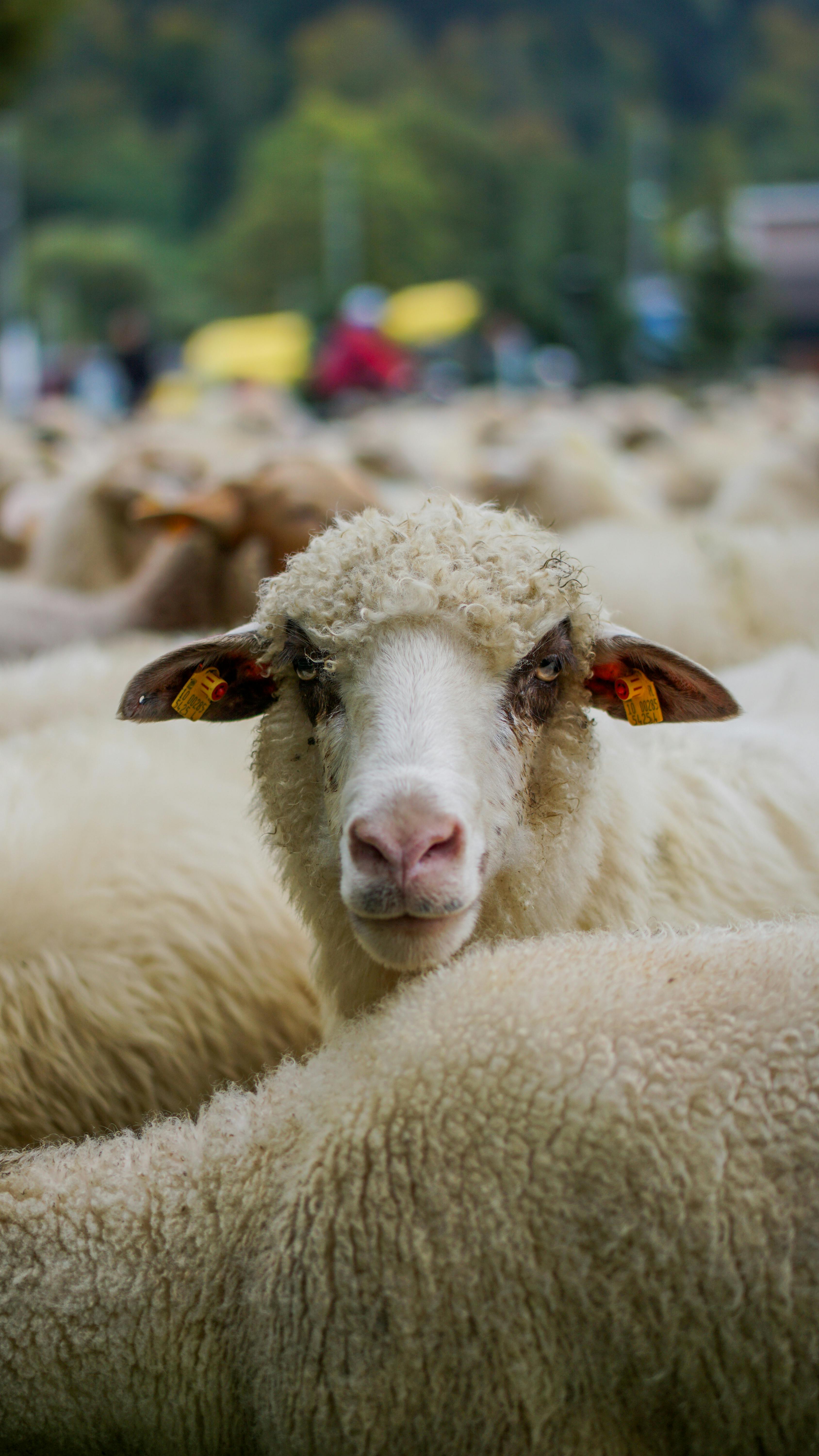 Close-up of sheep flock outdoors in Węgierska Górka, Poland, showcasing rural life.