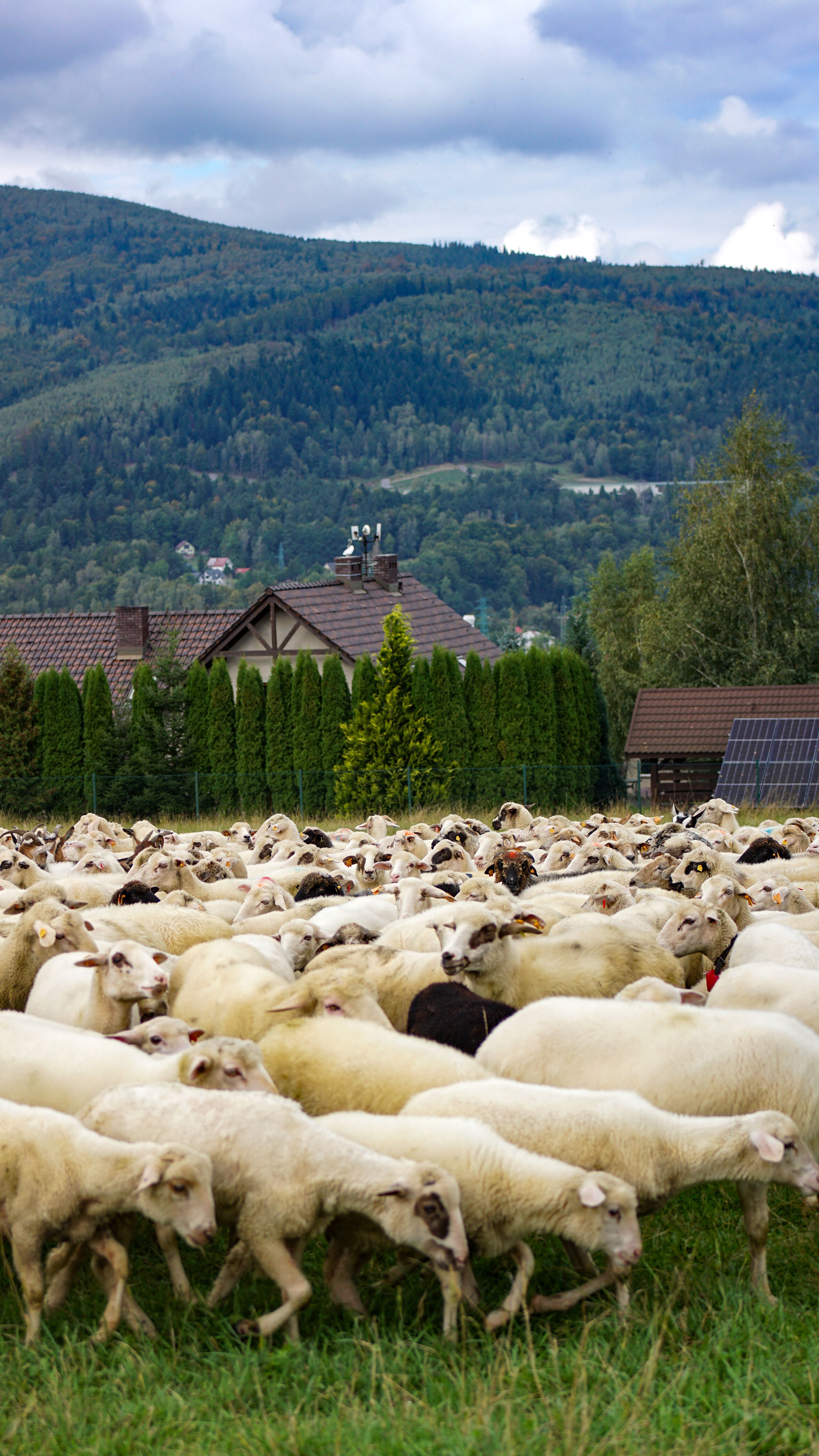 A flock of sheep grazing in a picturesque rural landscape in Węgierska Górka, Poland.